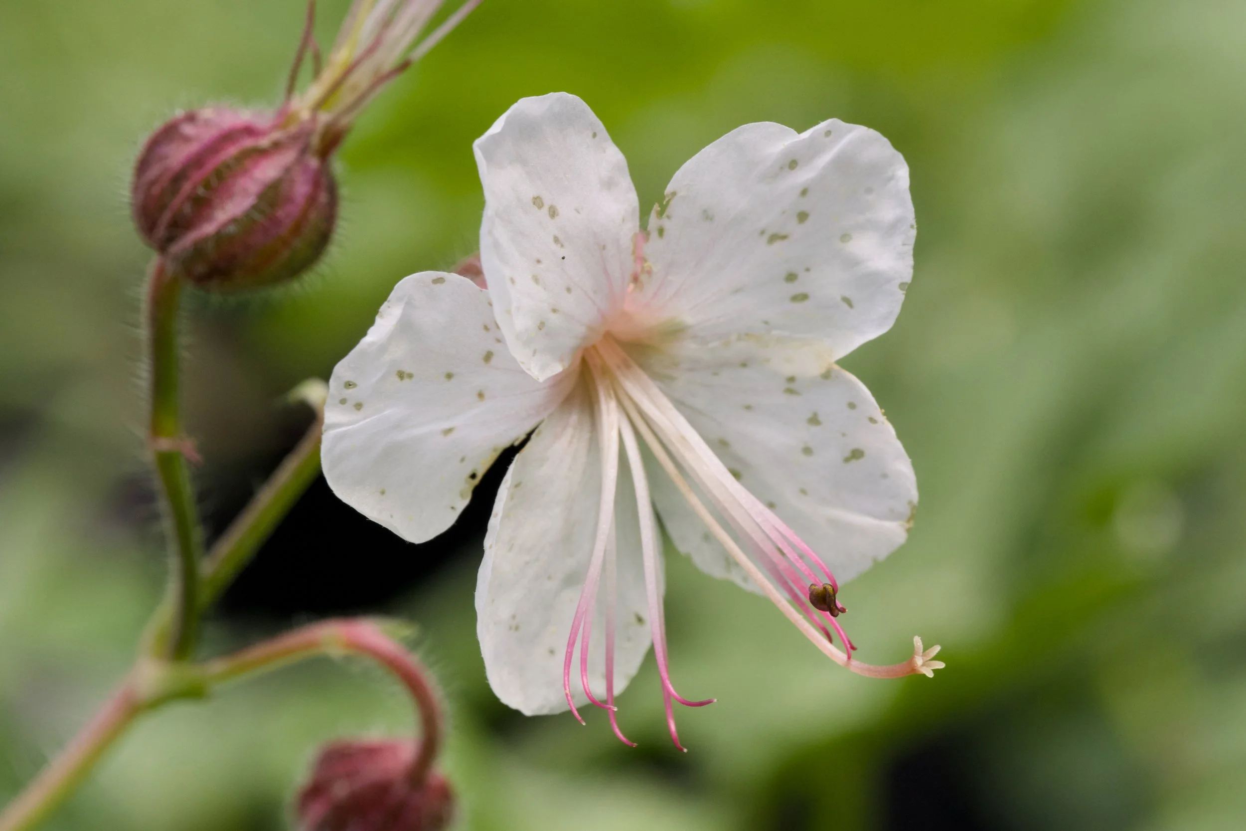 Geranium macrorrhizum 'Spessart'