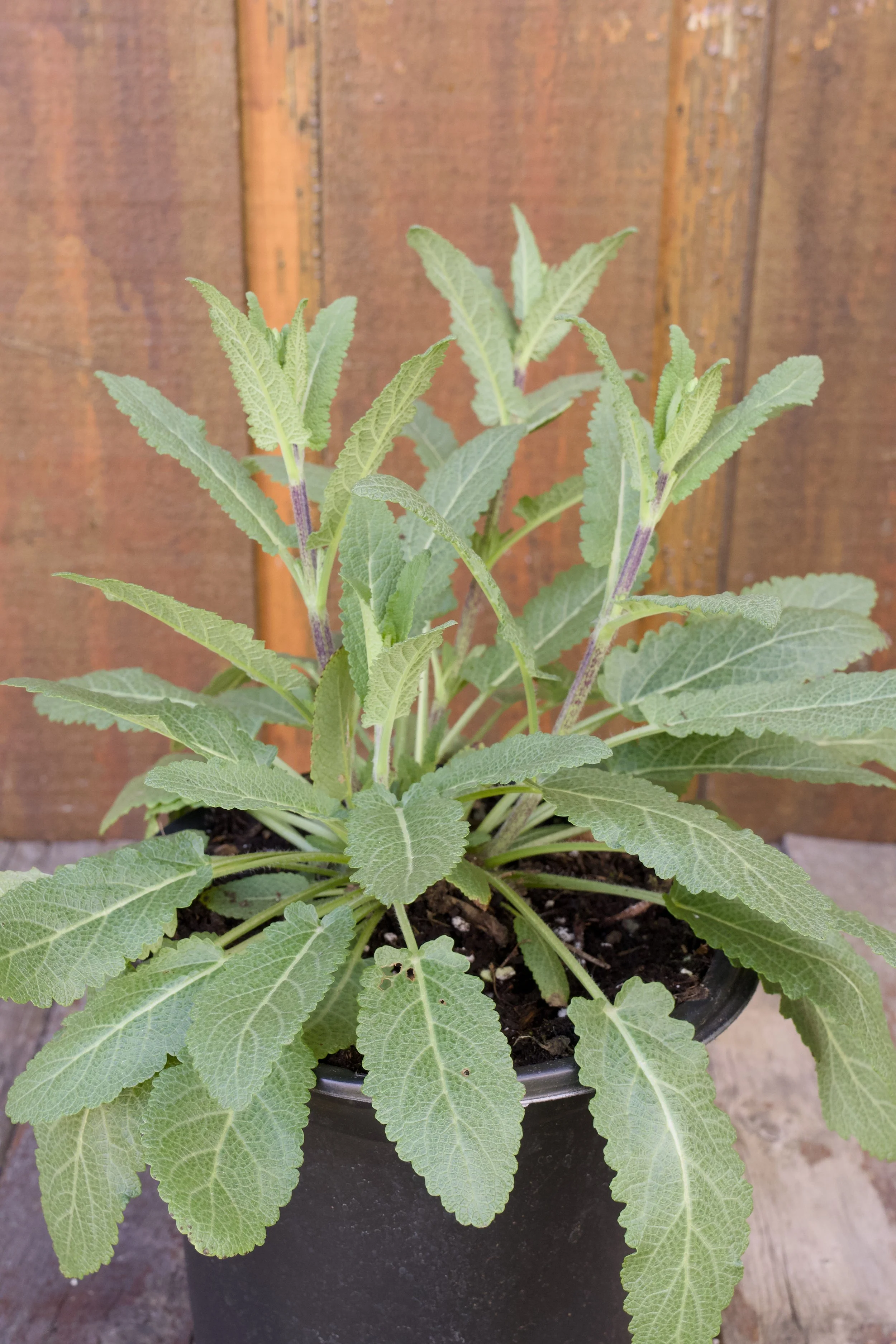 Salvia nemorosa ‘Caradonna’.jpg