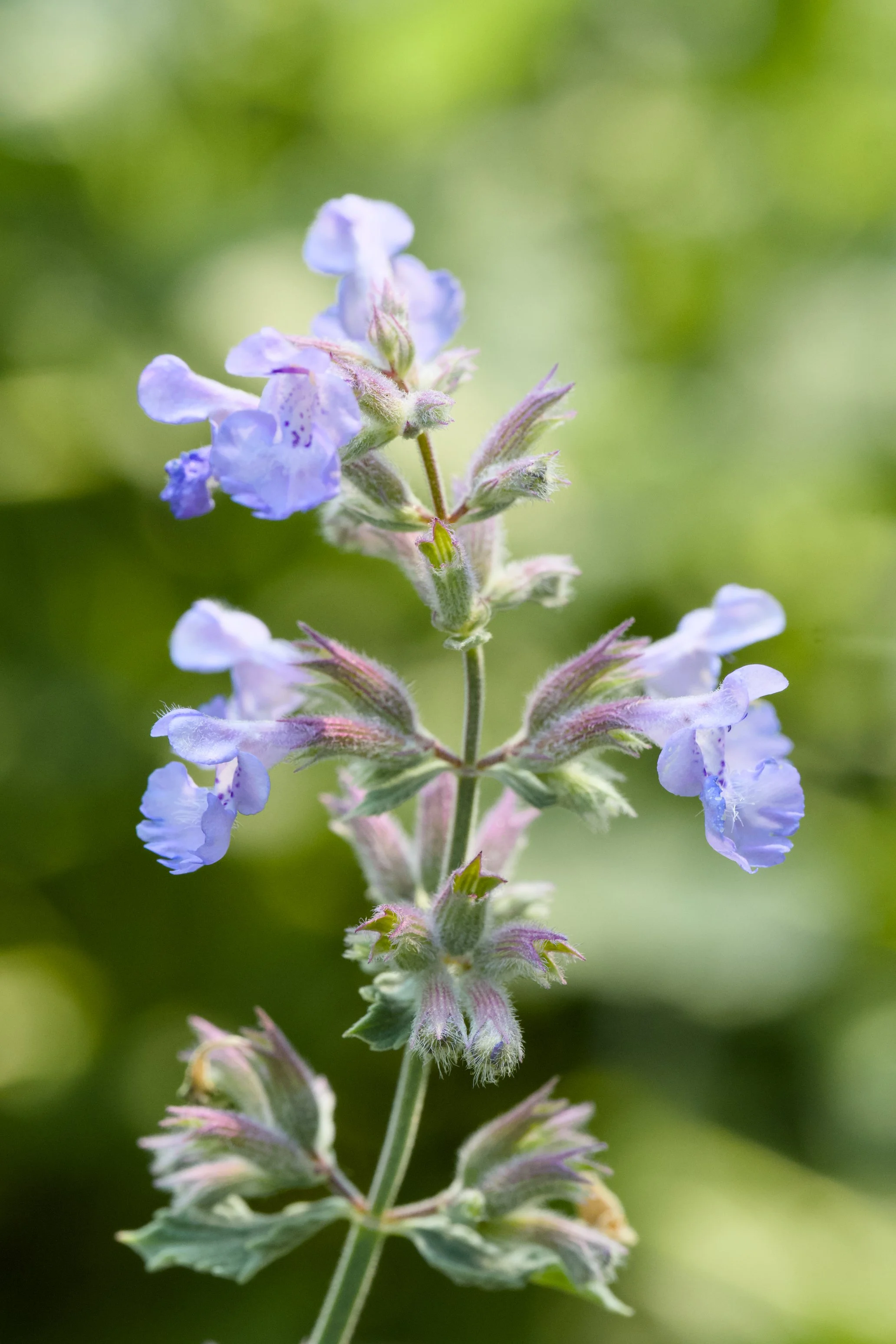 Nepeta faassenii 'Cat's Meow'