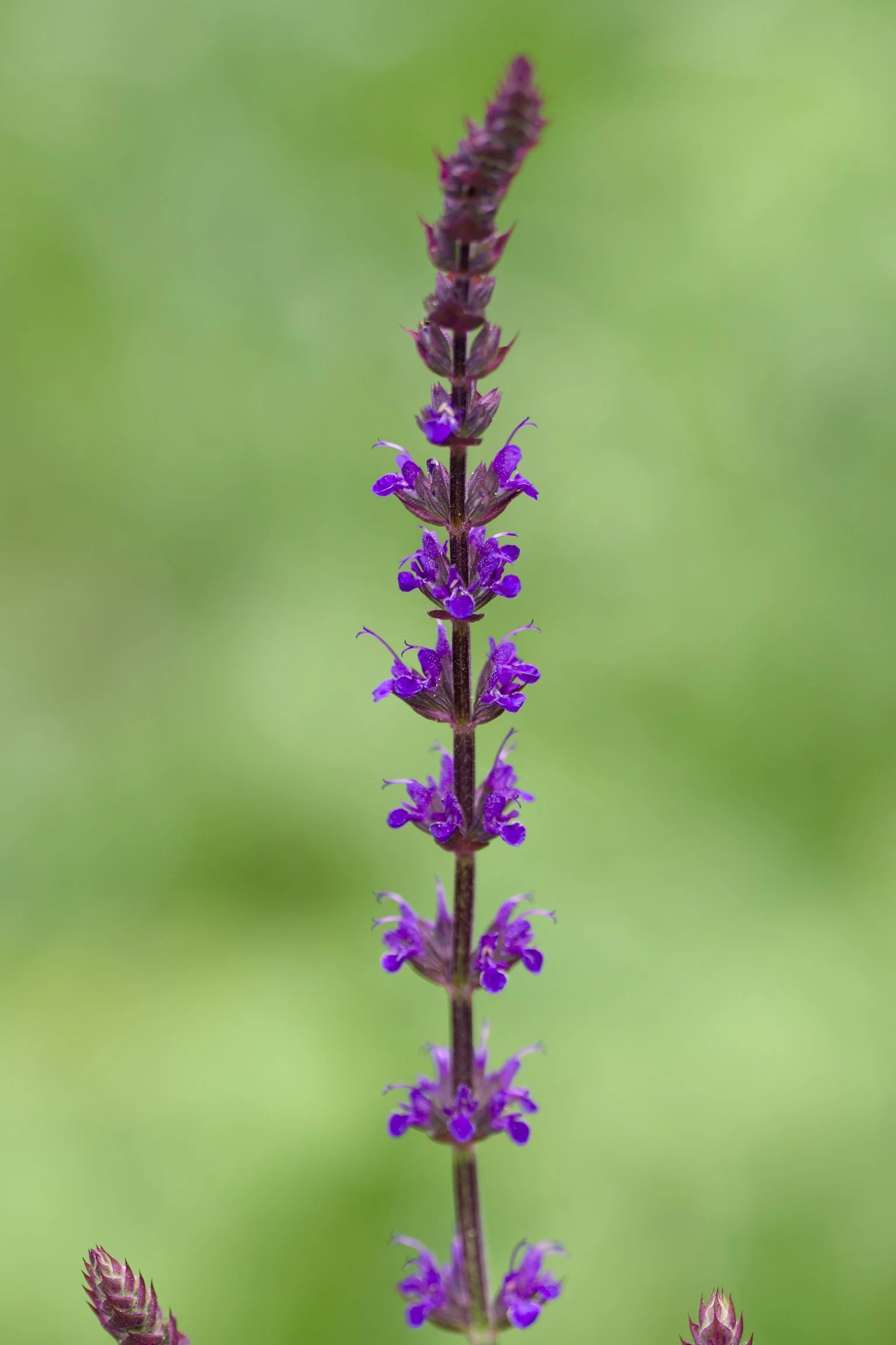 Salvia nemorosa 'Caradonna'