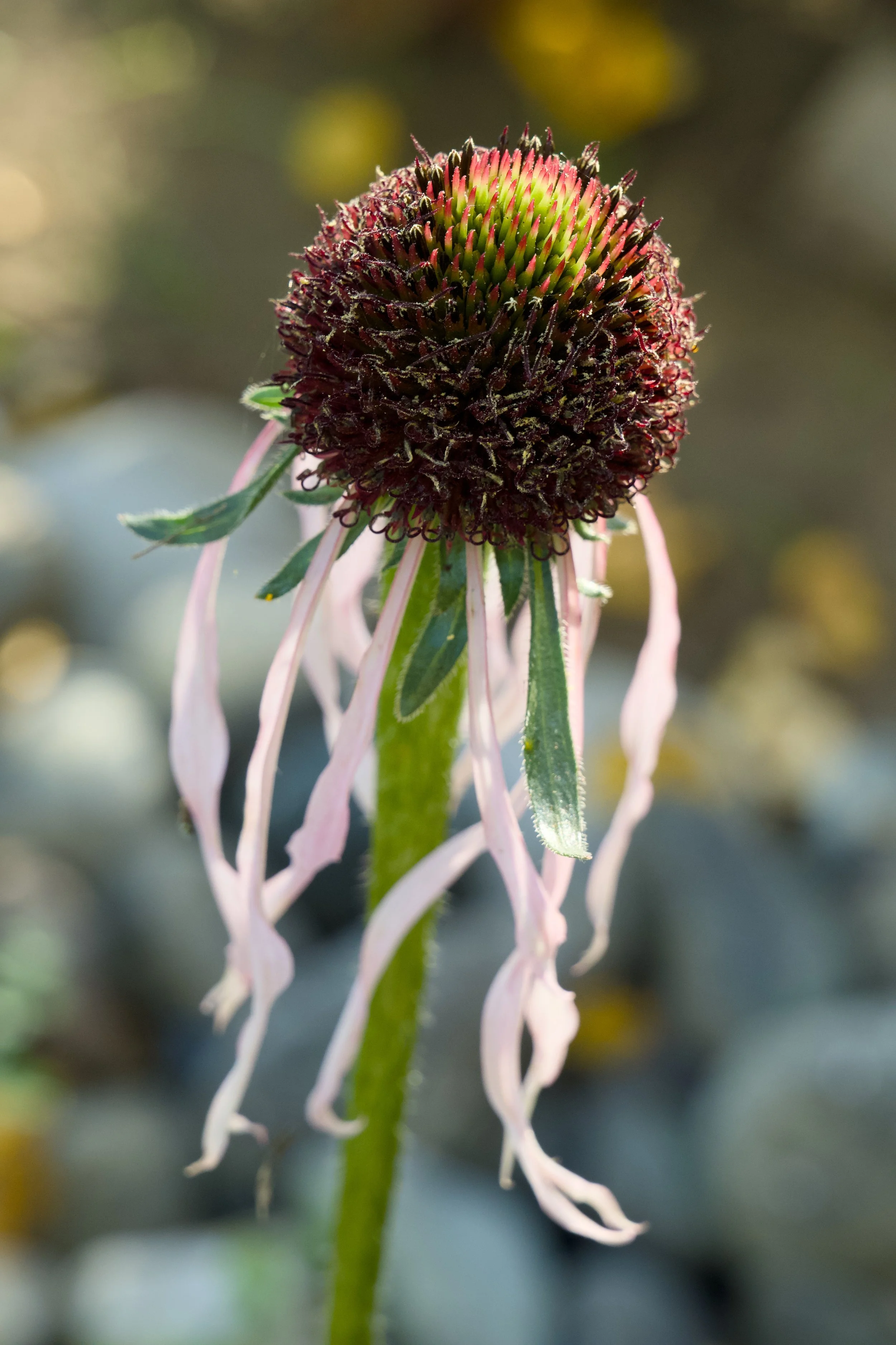 Echinacea pallida