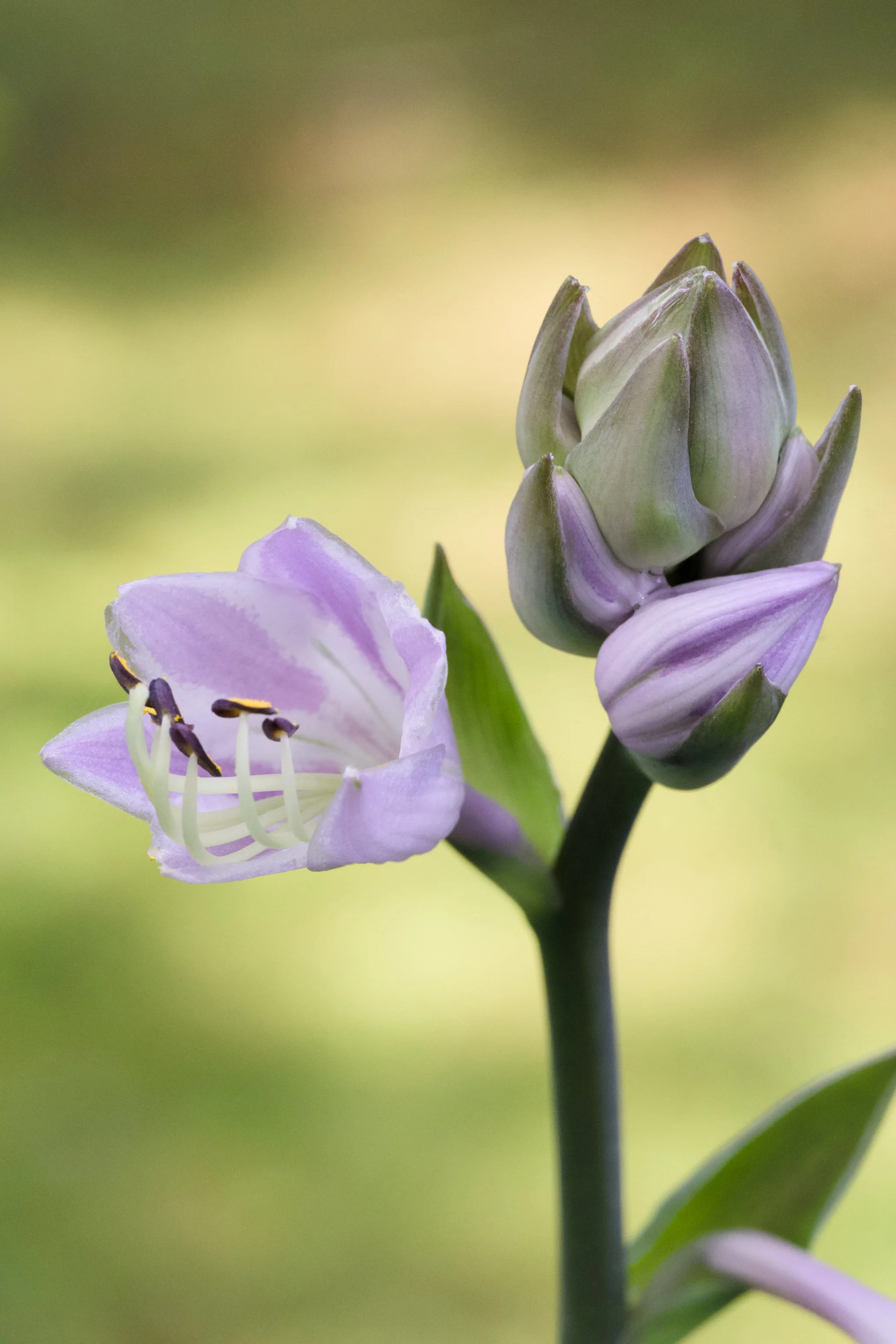 Hosta 'Halcyon'
