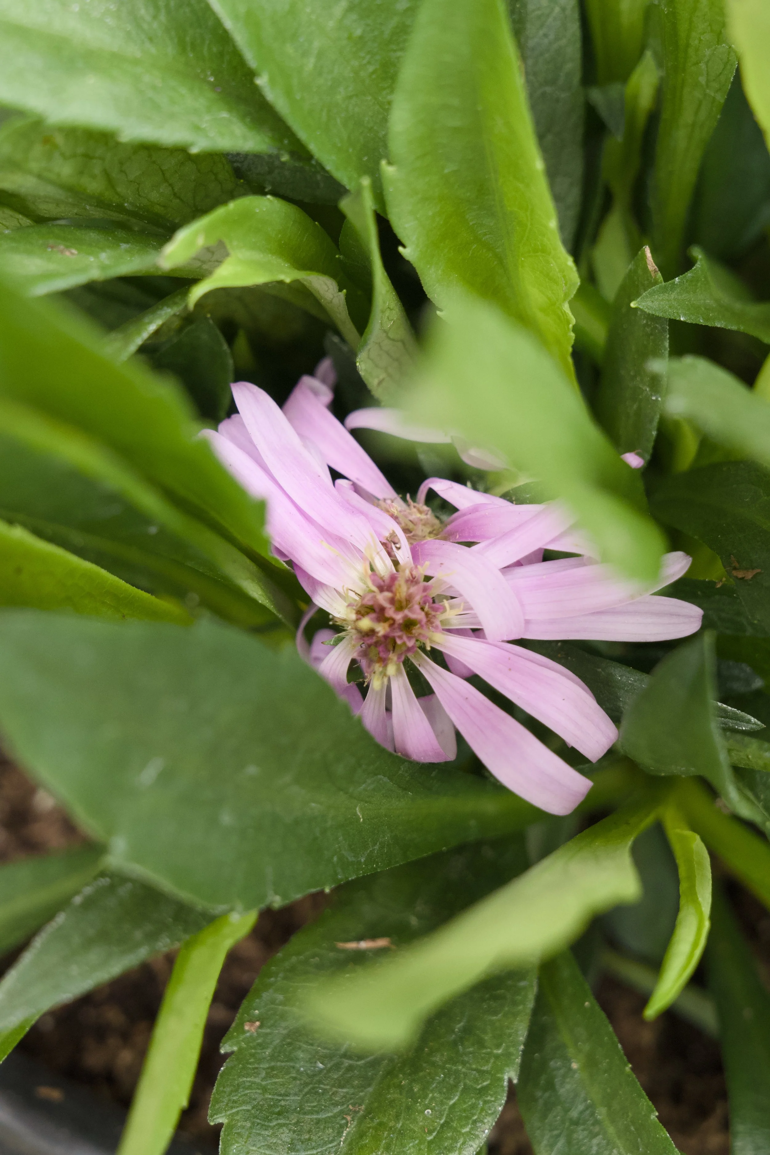 Aster dumosus 'Wood's Pink'