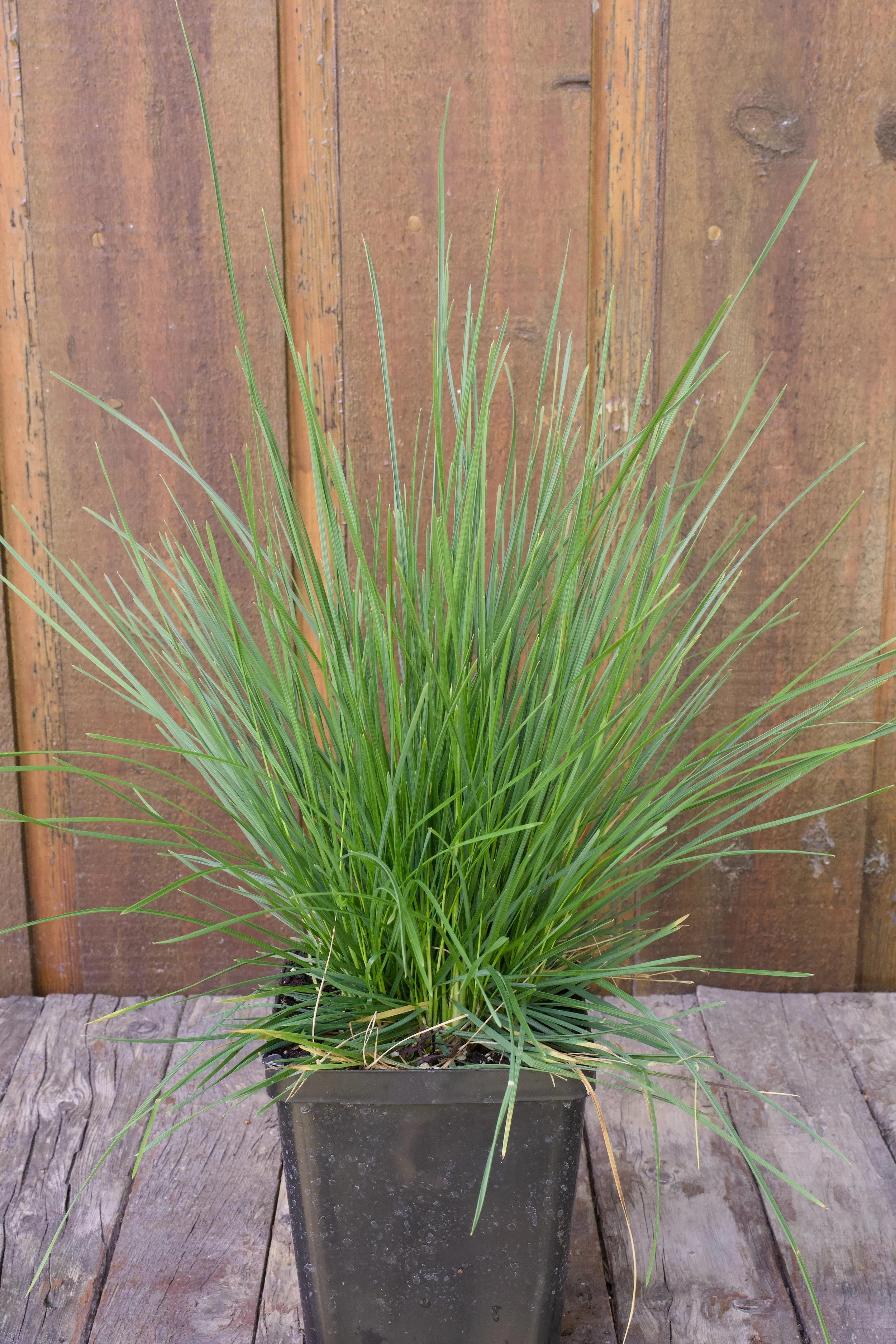 Deschampsia cespitosa 'Gold Veil'