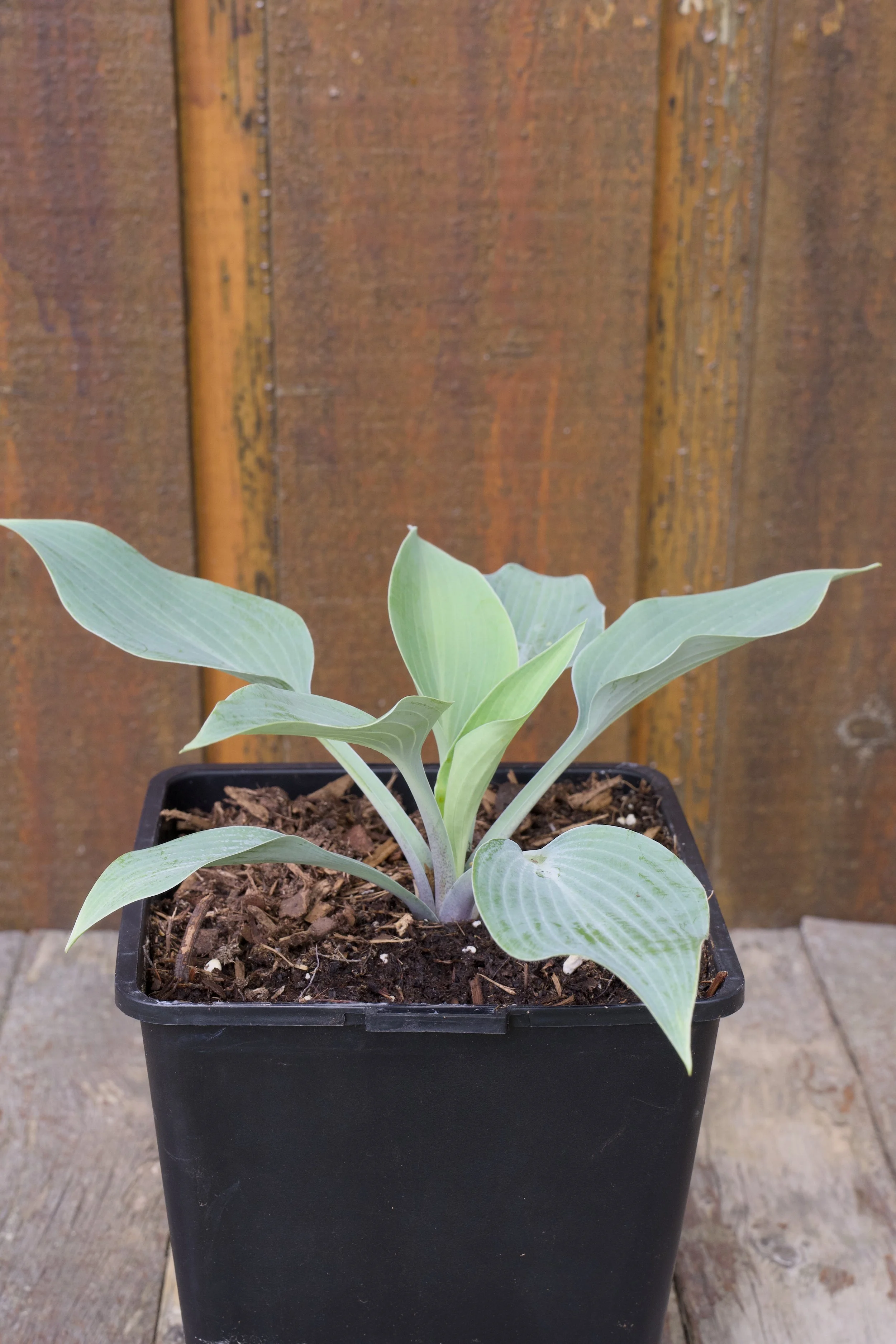 Hosta ‘Halcyon’.jpg