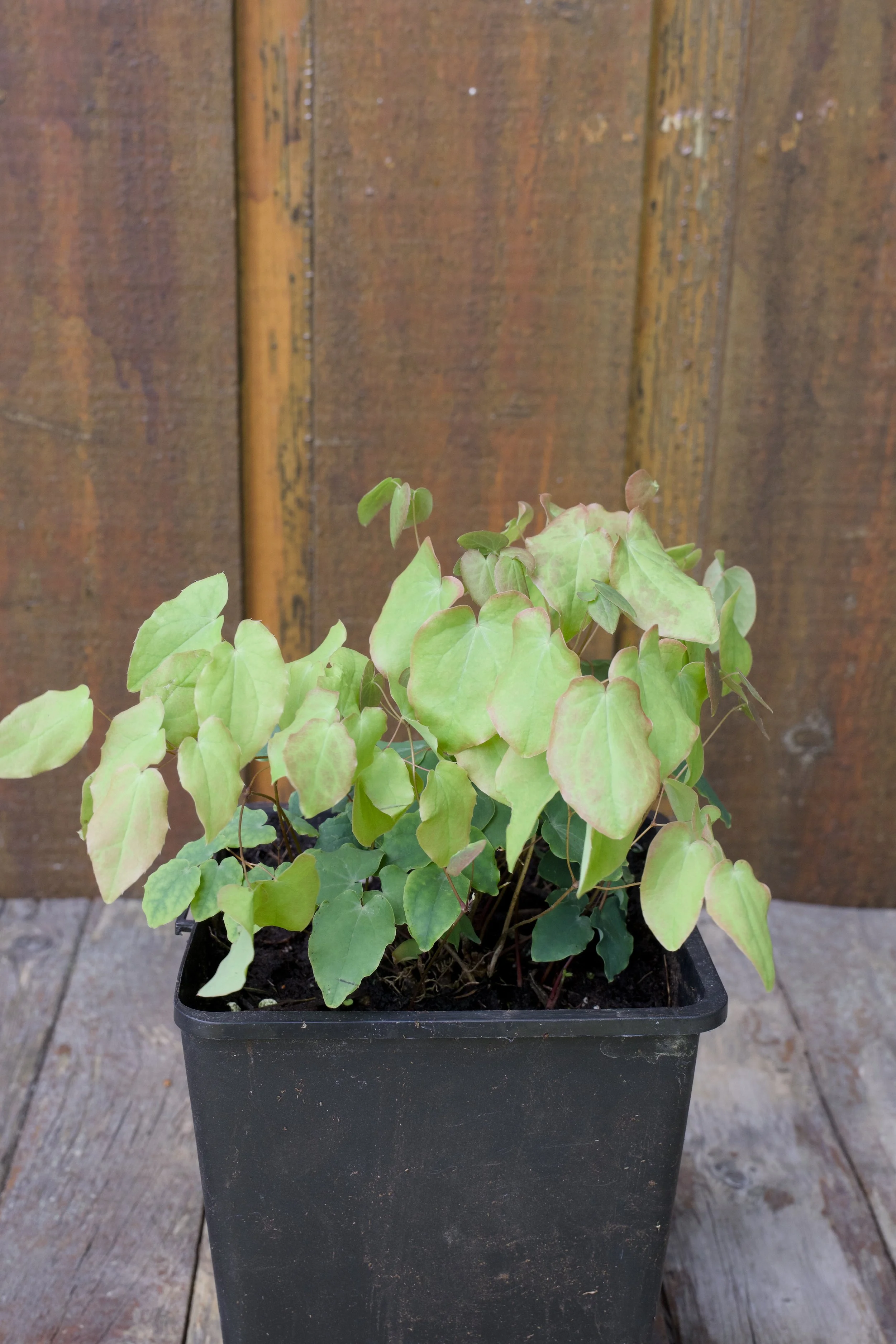 Epimedium grandiflorum ‘Lilafee’.jpg
