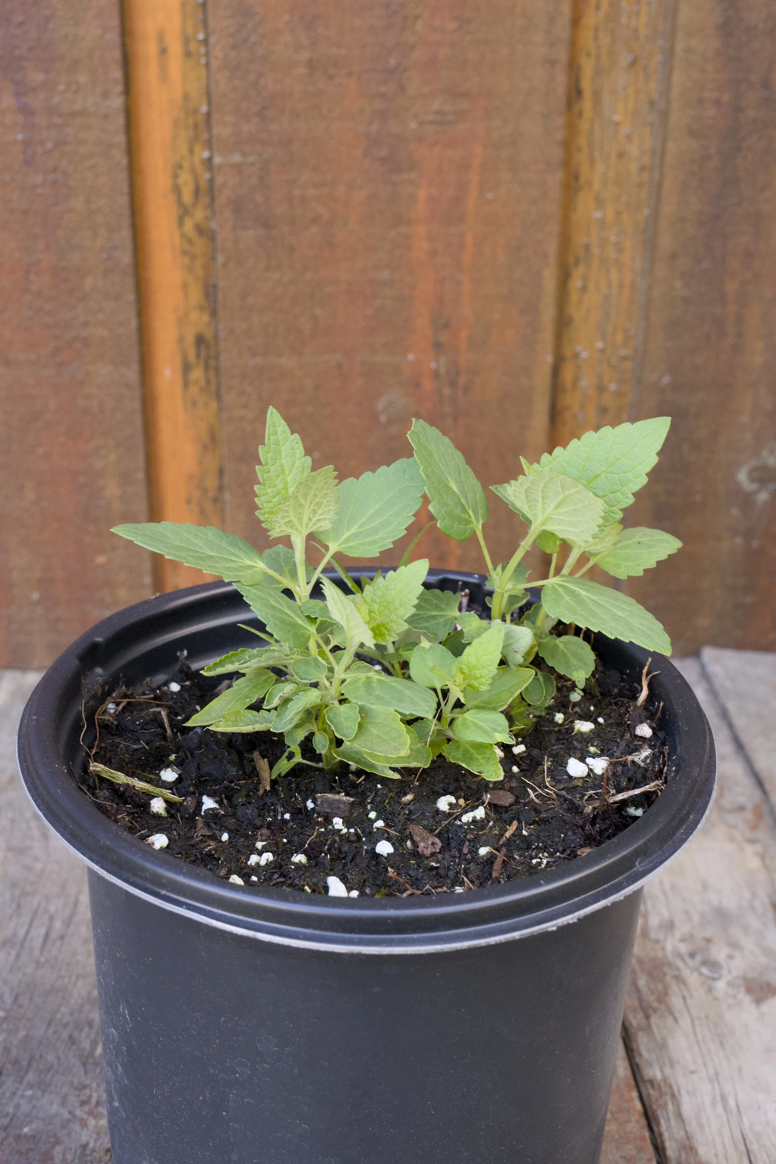 Agastache ‘Blue Fortune’.jpg