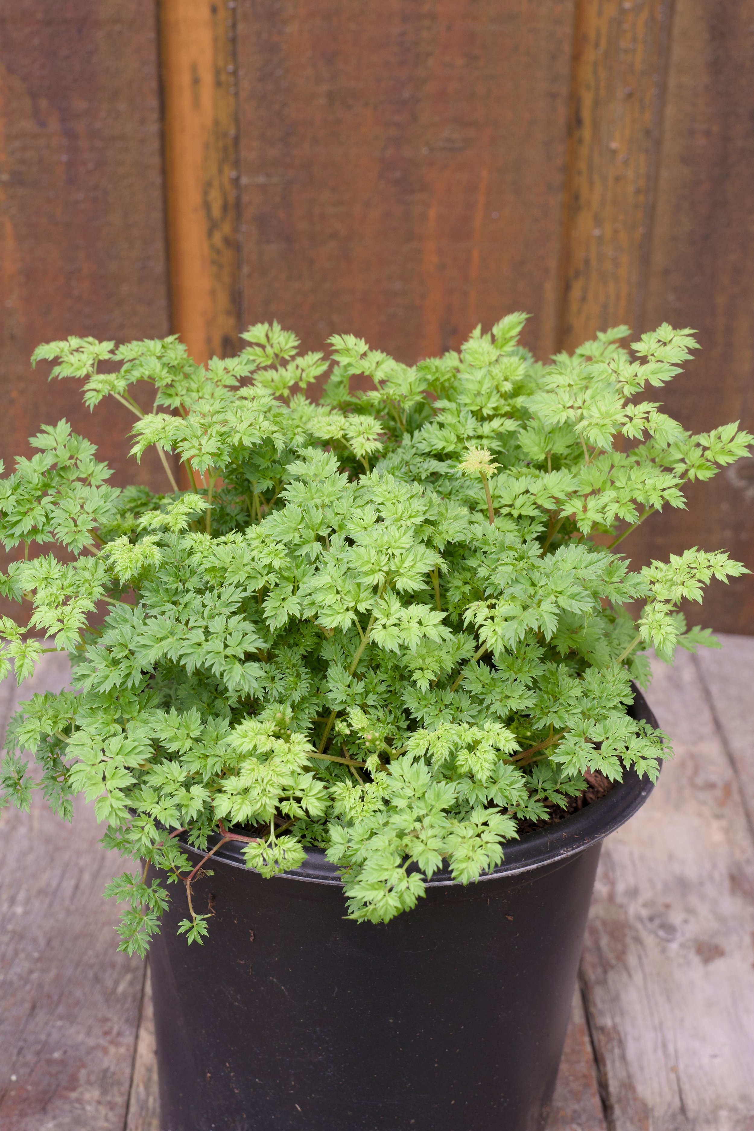 Aruncus aethusifolius.jpg