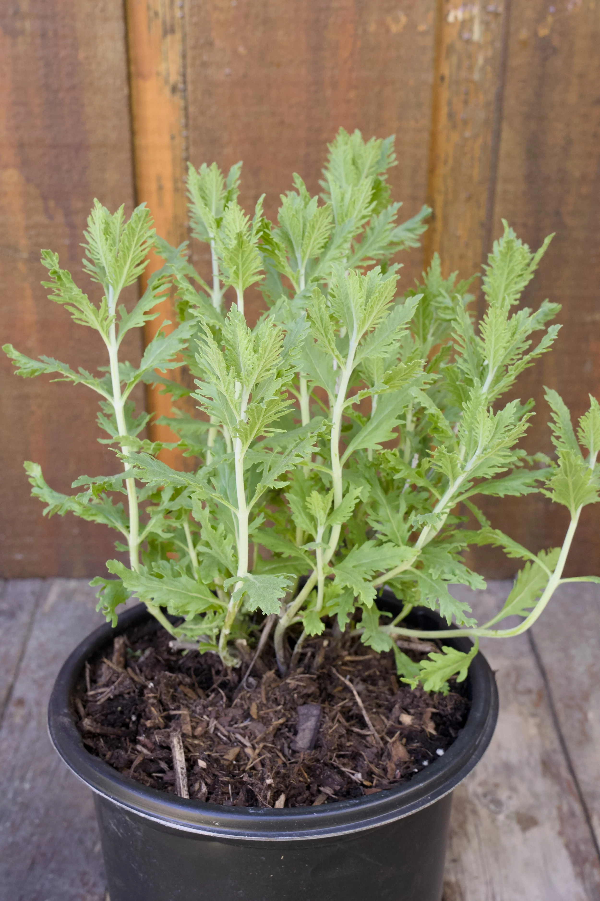 Perovskia atriplicifolia