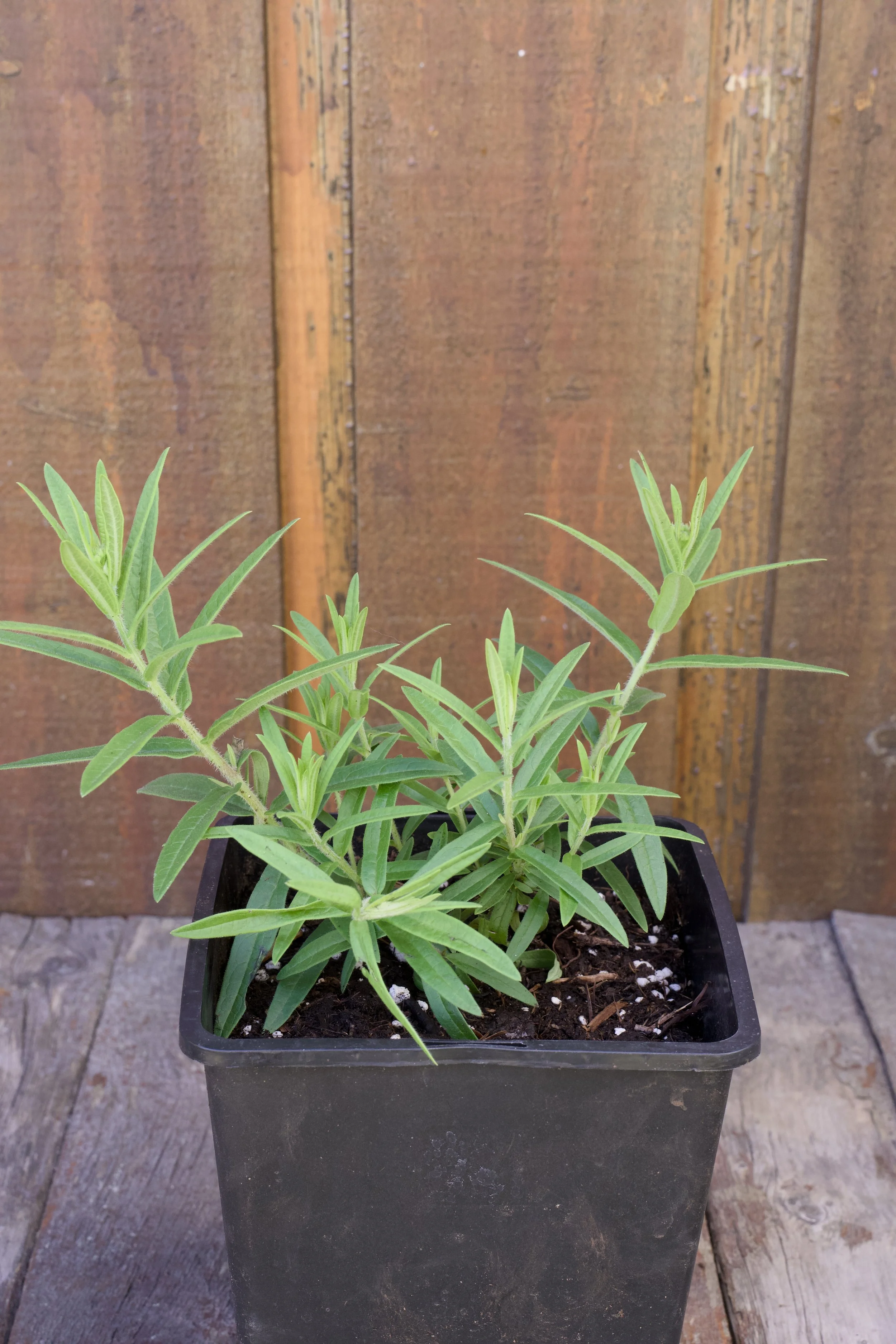 Asclepias tuberosa ‘Gay Butterflies’.jpg