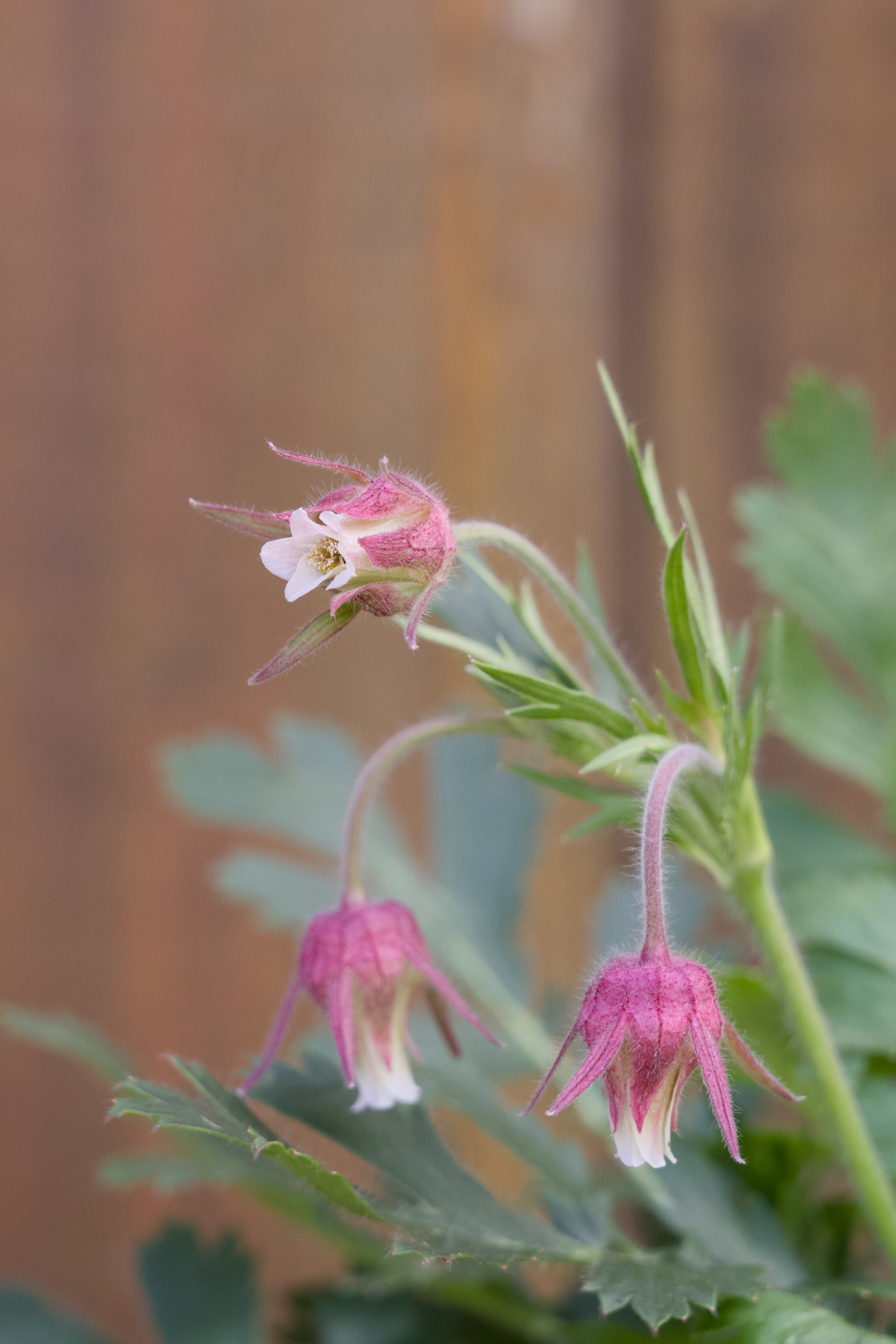 Geum triflorum Flower.jpg