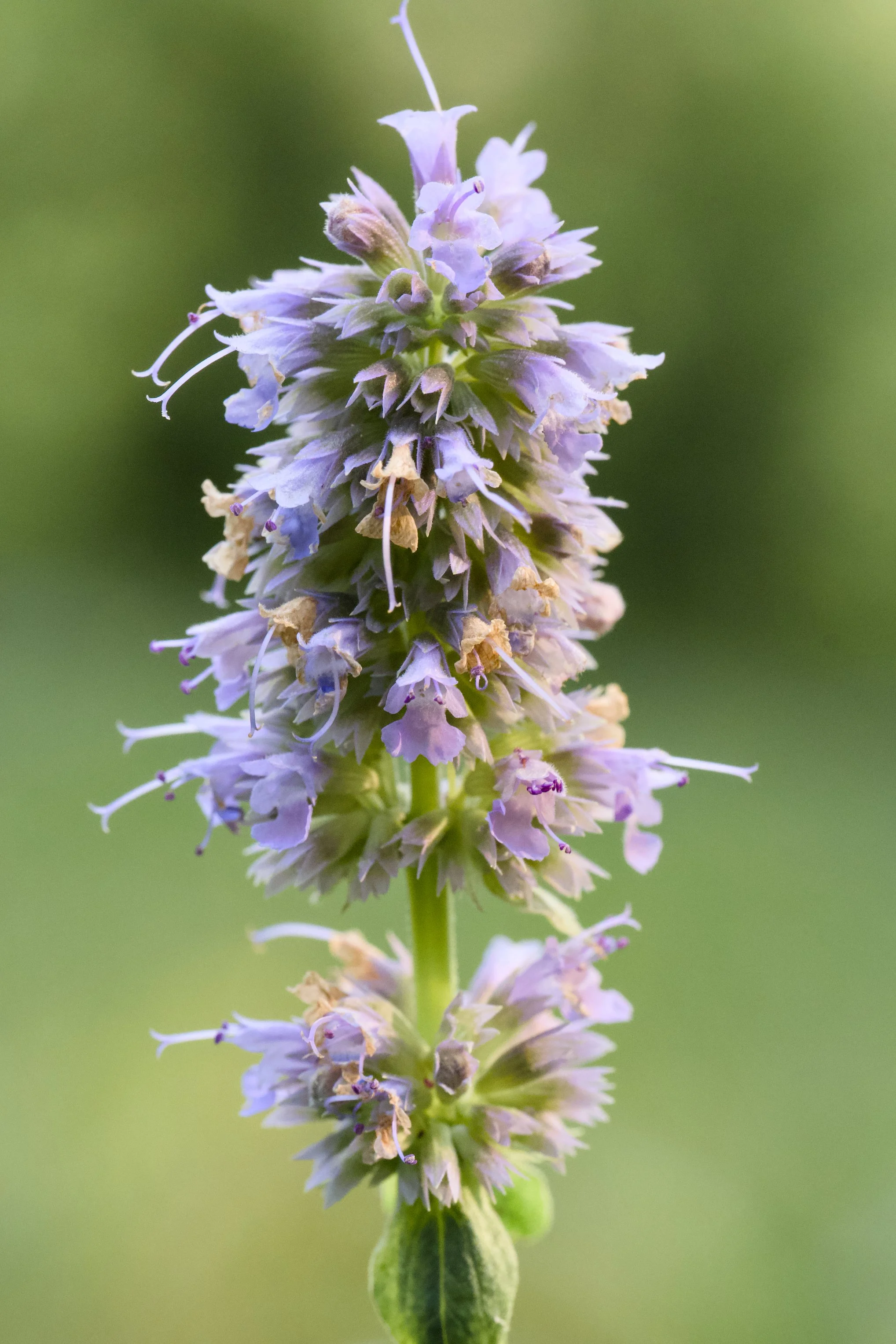Agastache 'Blue Fortune'