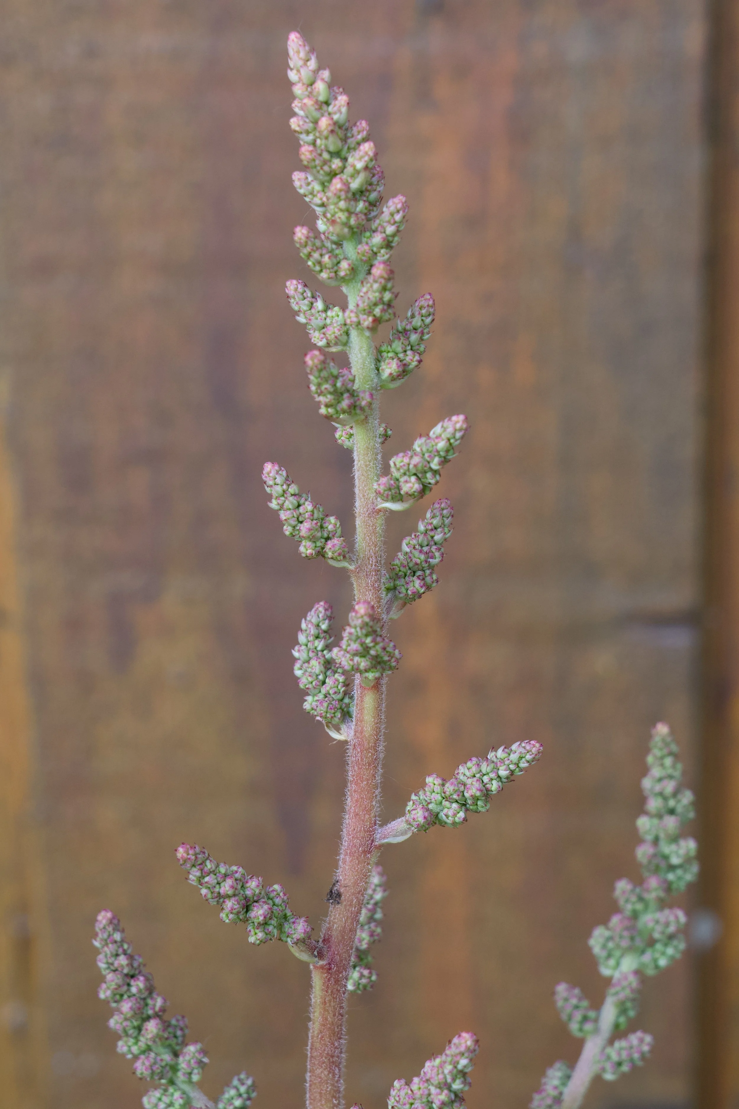Astilbe ‘Heart and Soul’ Flower Buds.jpg
