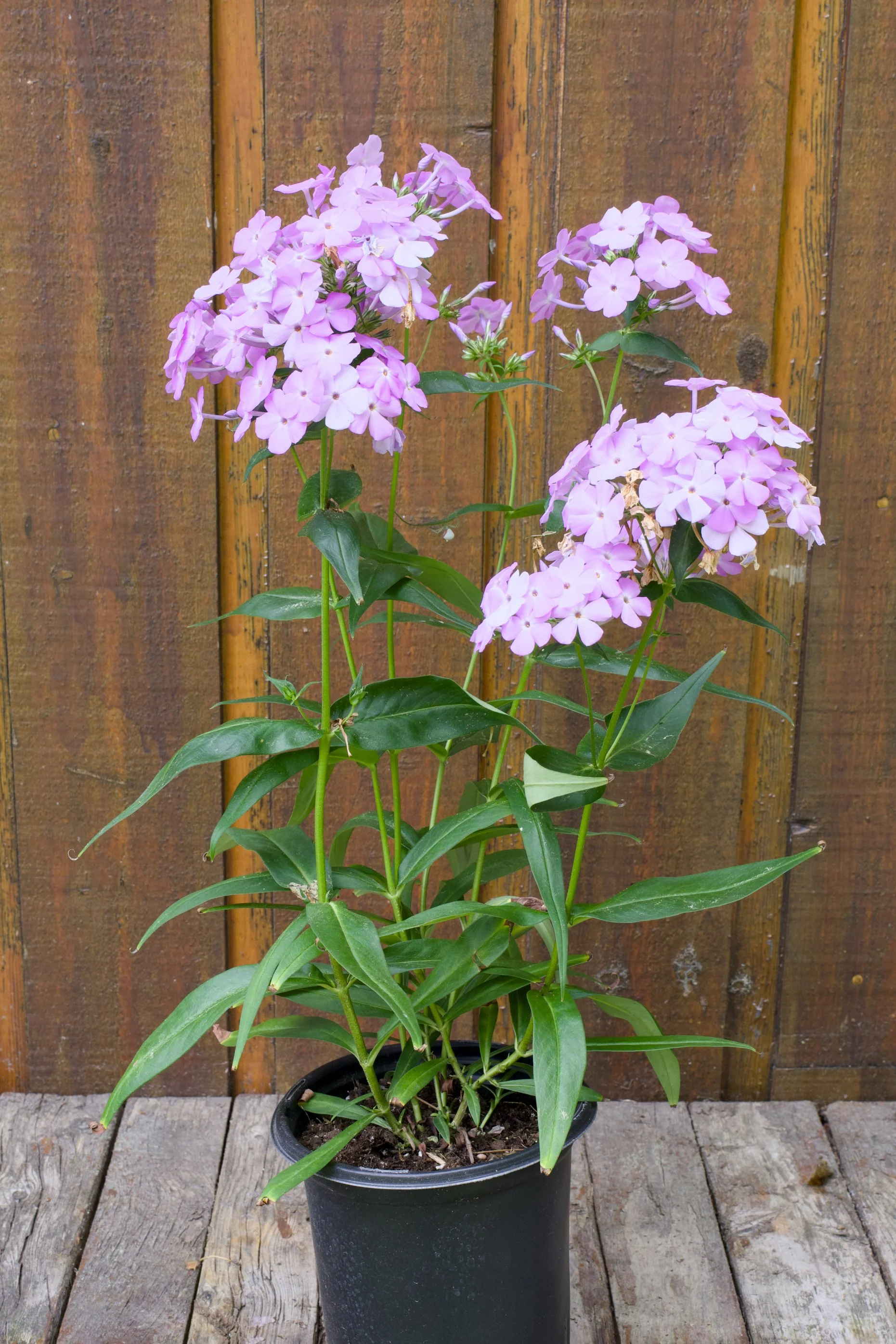 Phlox paniculata ‘Fashionably Early Princess’.jpg