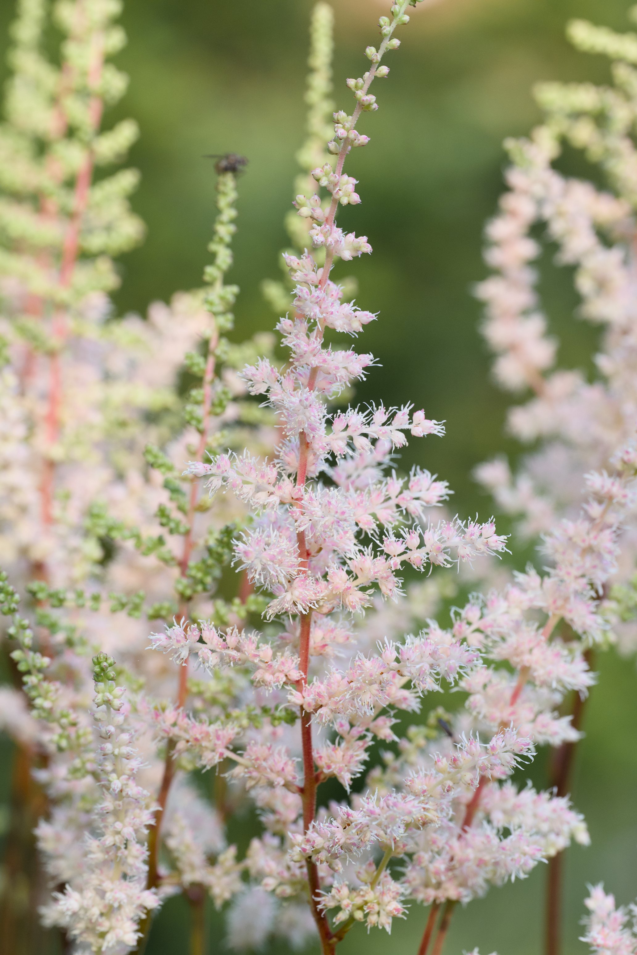 Astilbe chinensis 'Spotlight'