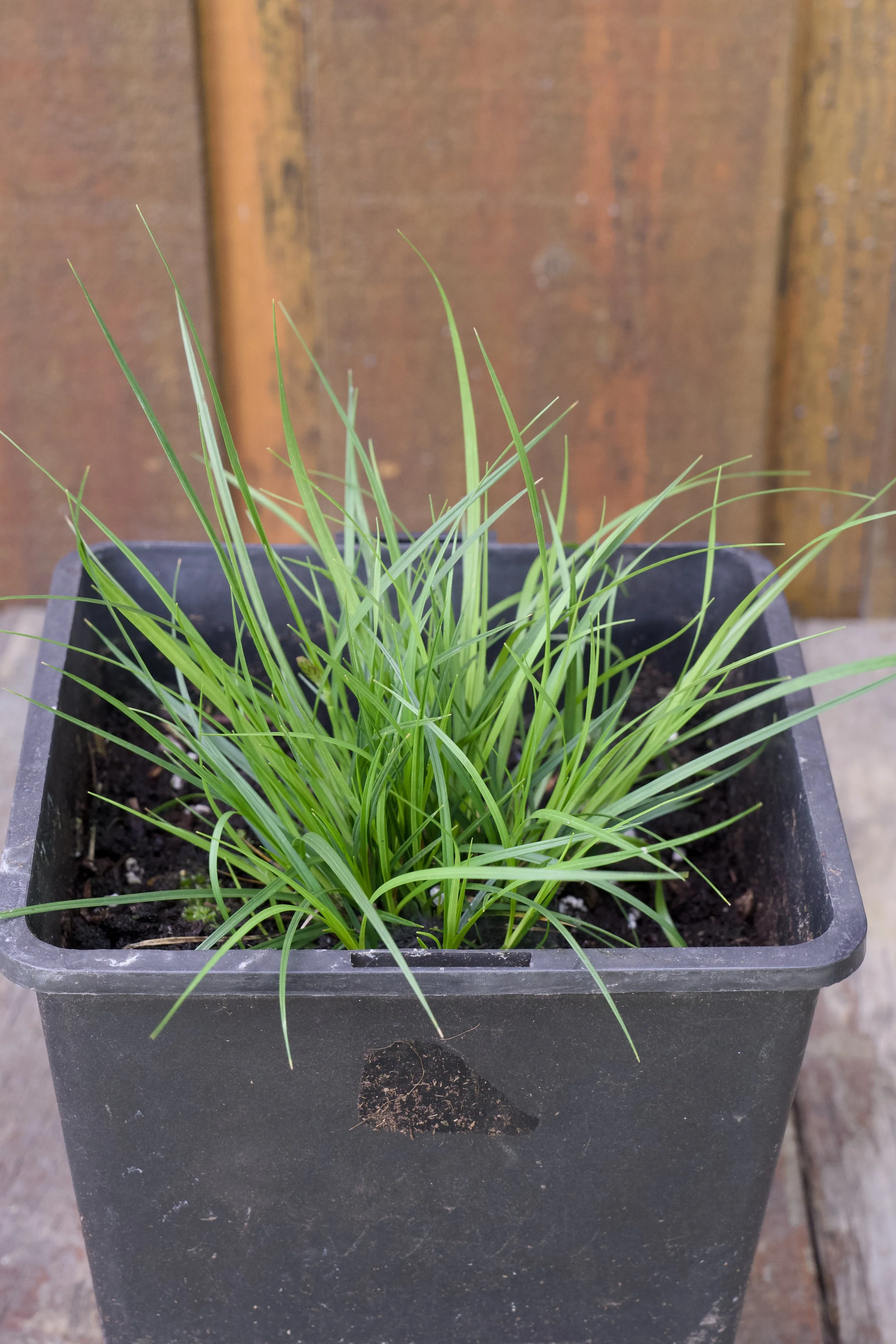 Carex pensylvanica