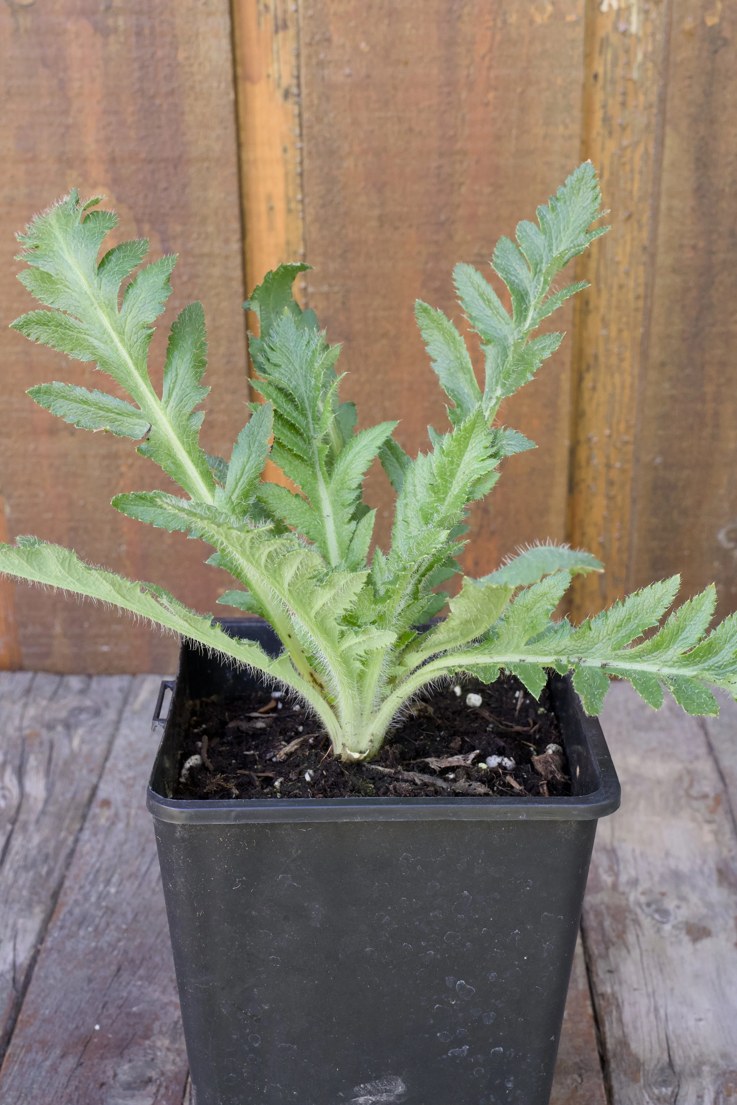 Papaver orientale 'Princess Victoria Louise'