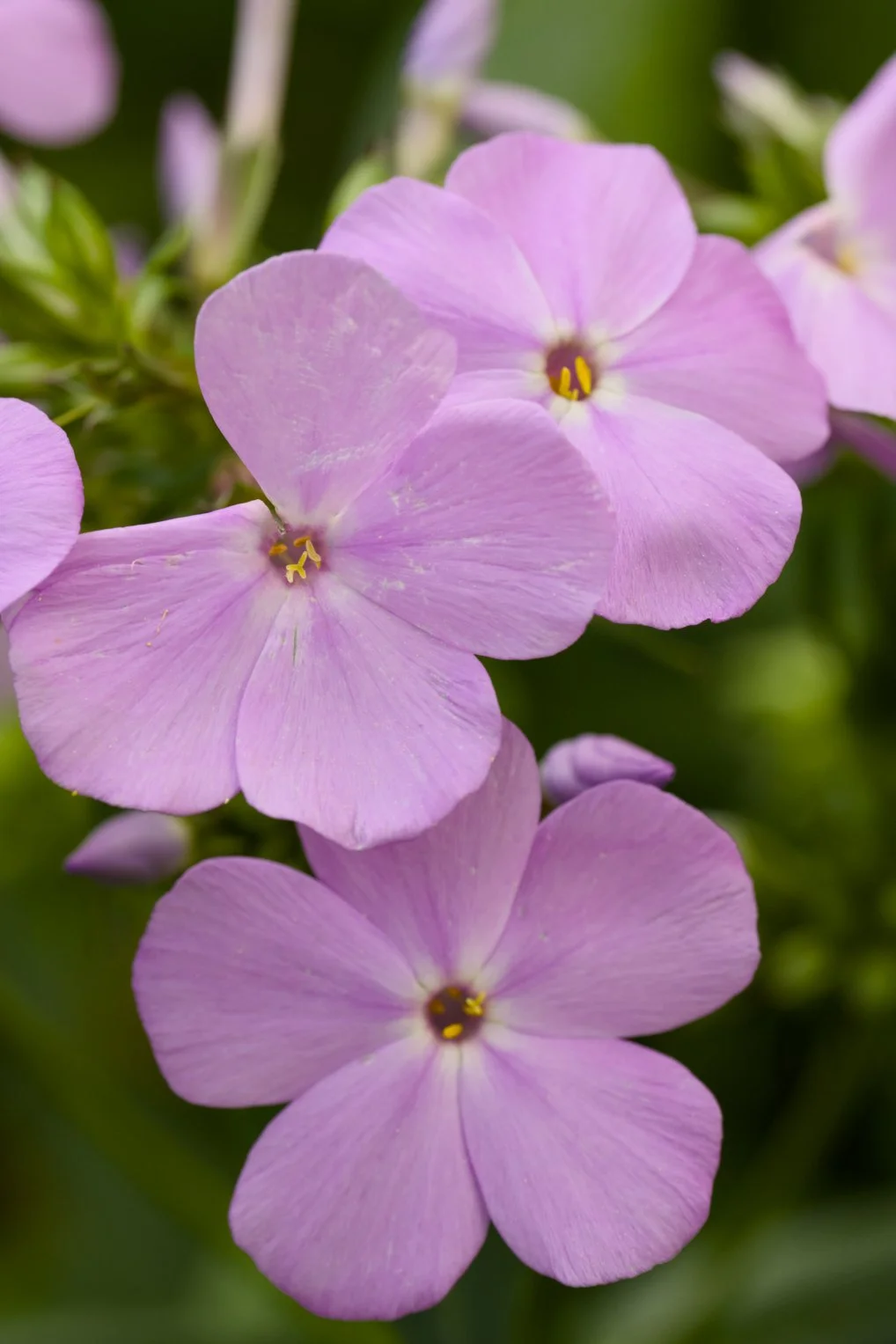 Phlox paniculata 'Fashionably Early Princess'
