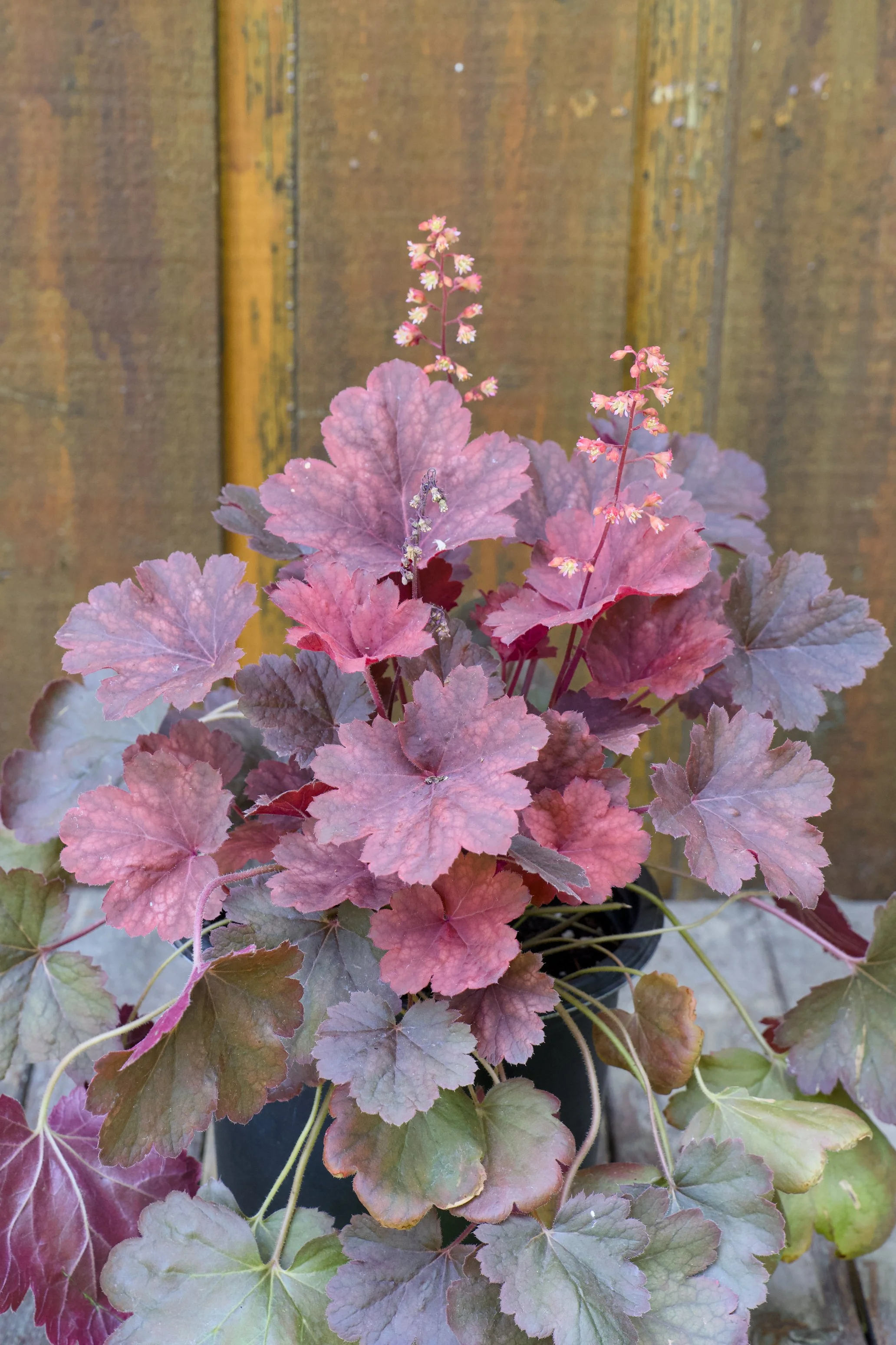 Heuchera x ‘Cherry Cola’.jpg