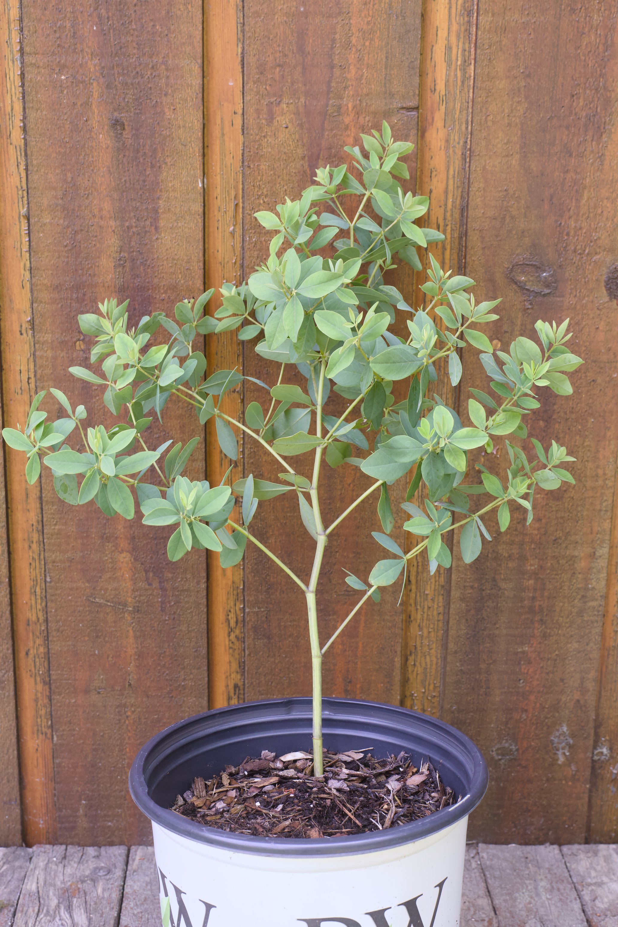 Baptisia x ‘Lemon Meringue’.jpg