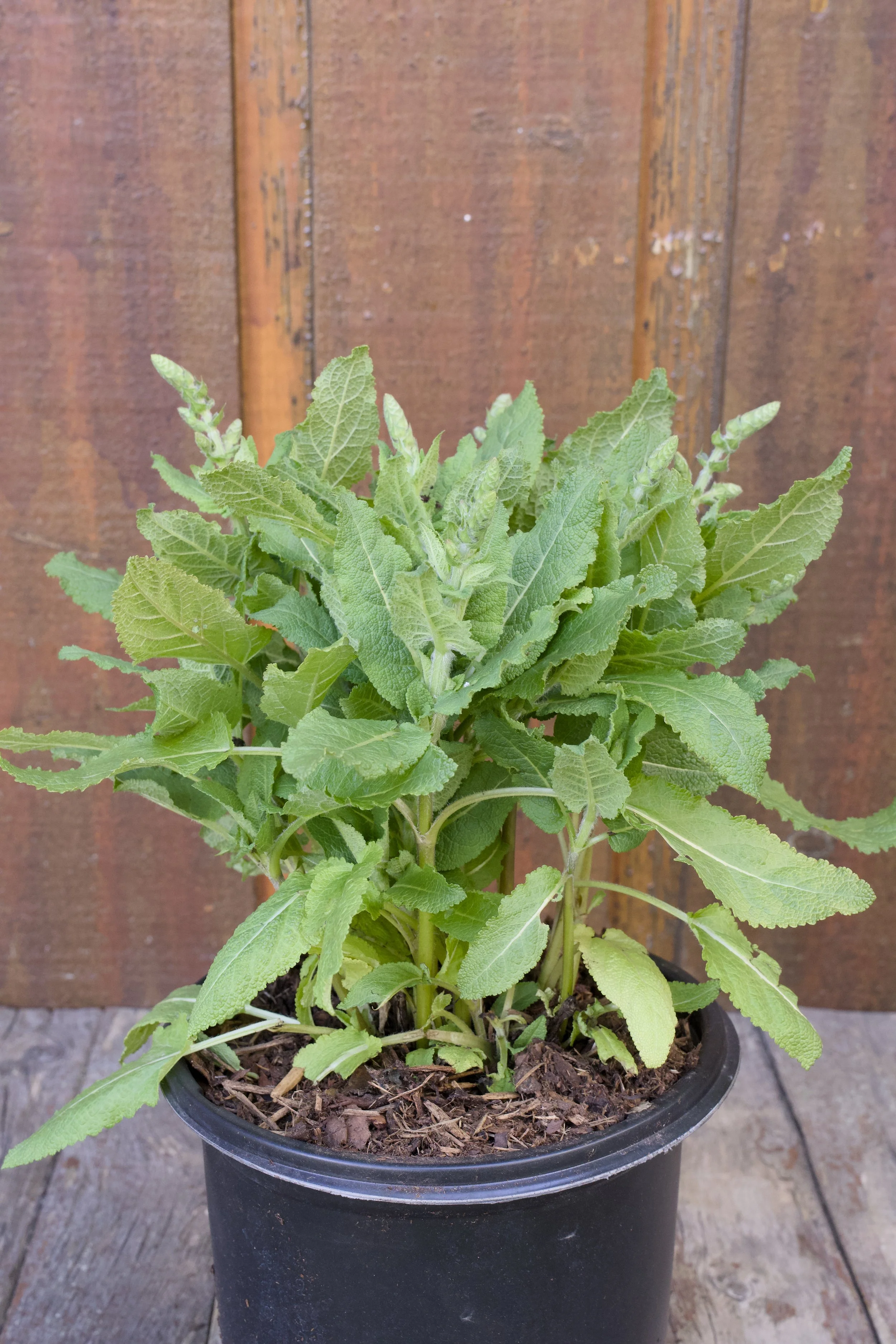 Salvia nemorosa ‘Bumblesky'.jpg