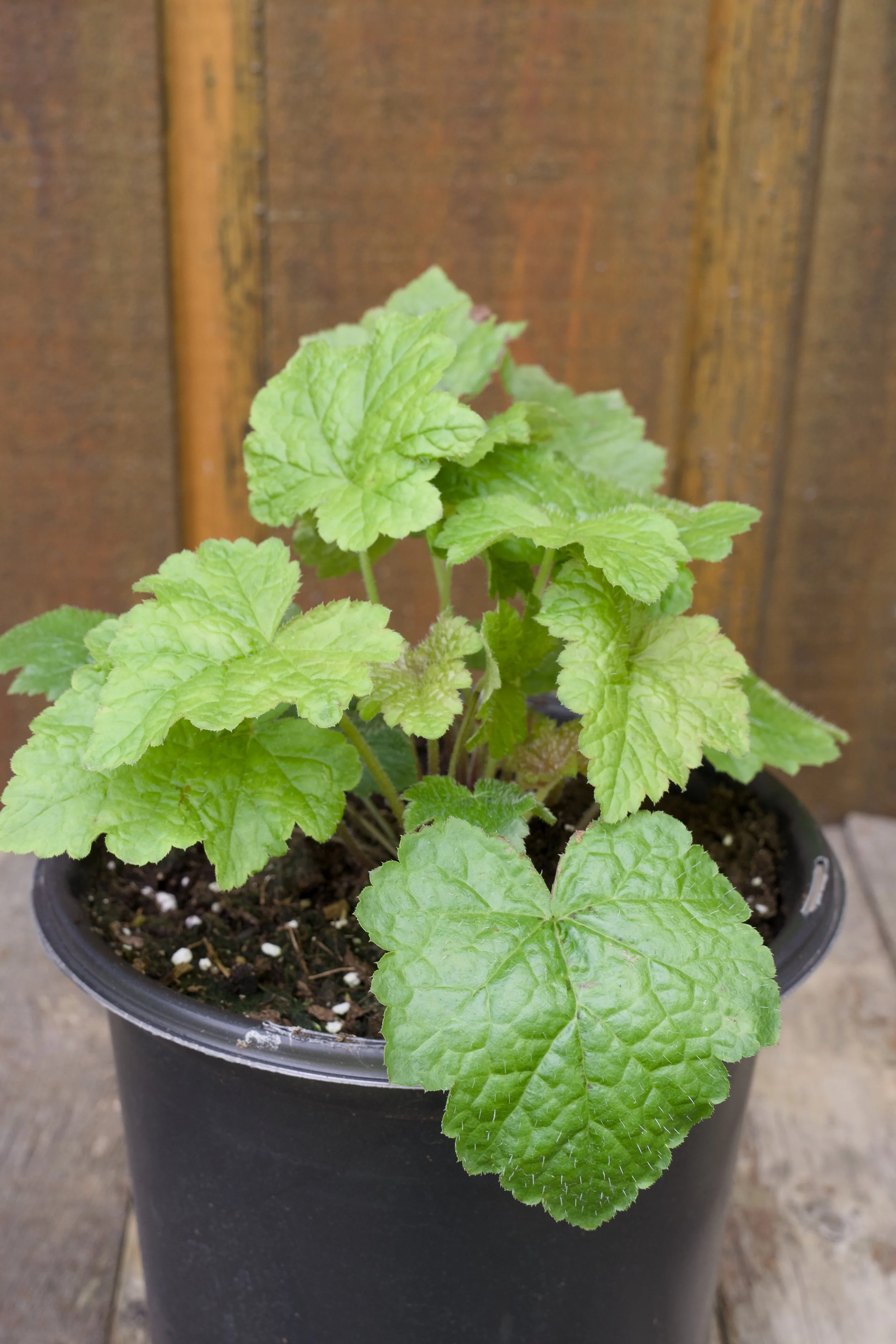 Tiarella cordifolia