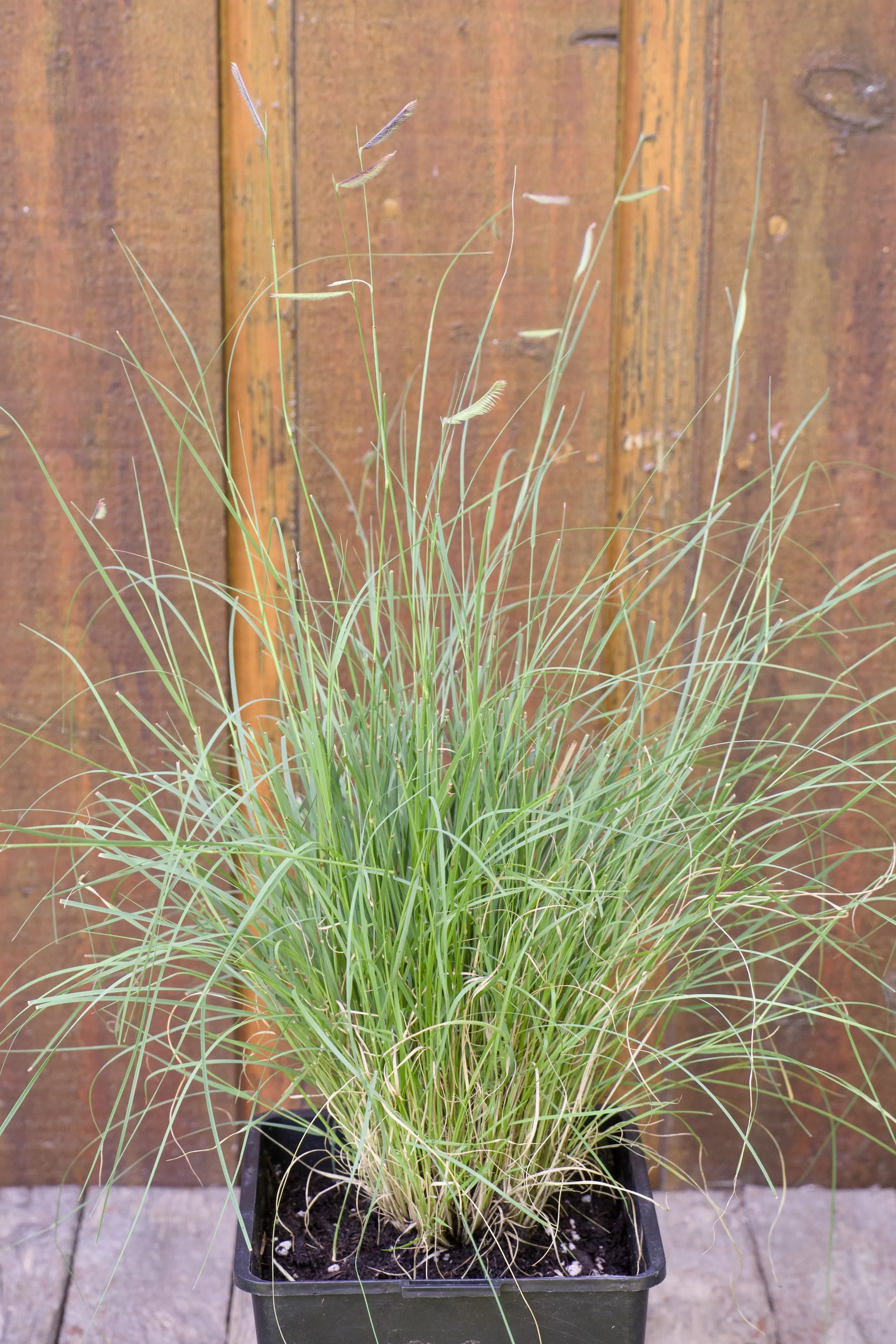 Bouteloua gracilis