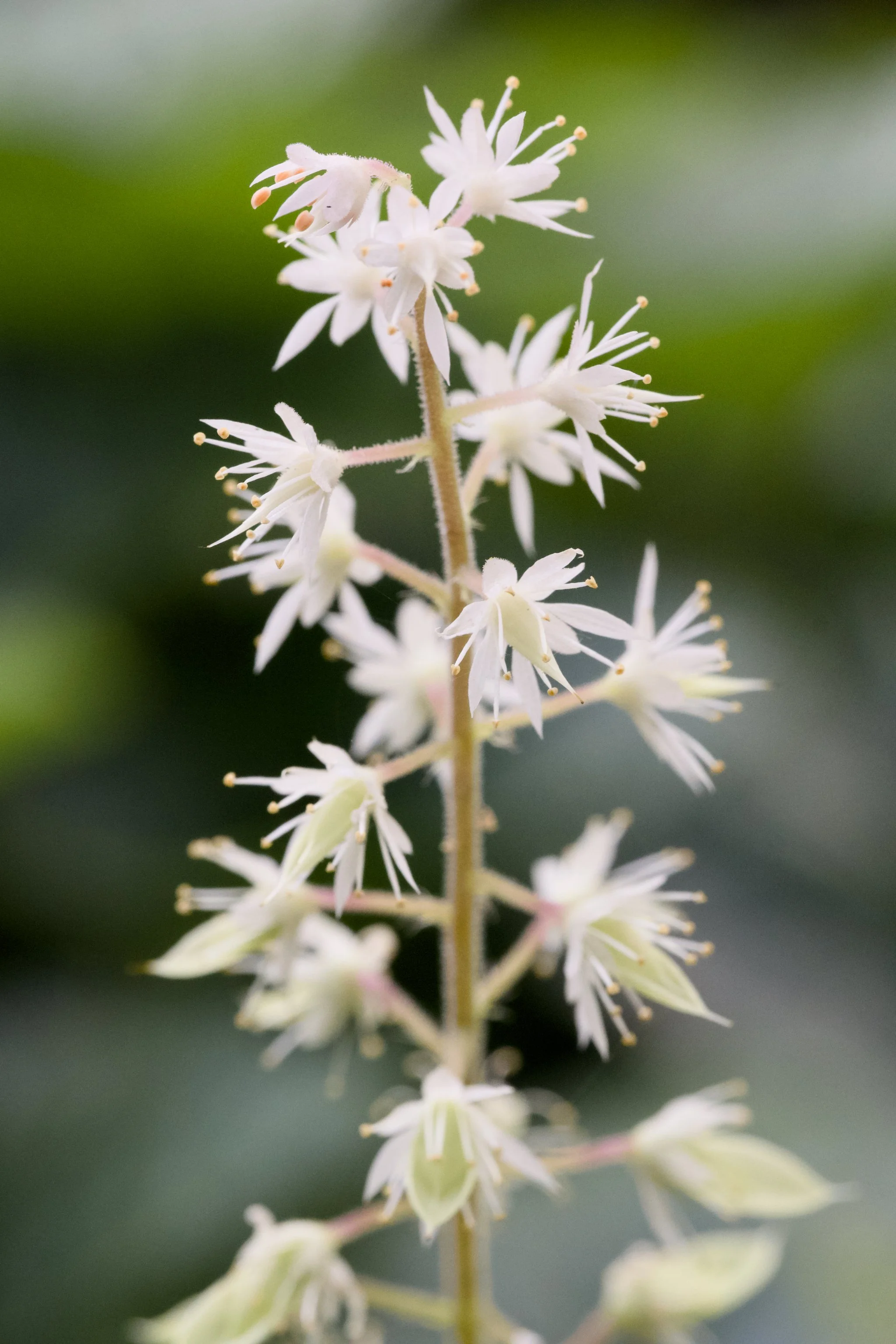 Tiarella cordifolia
