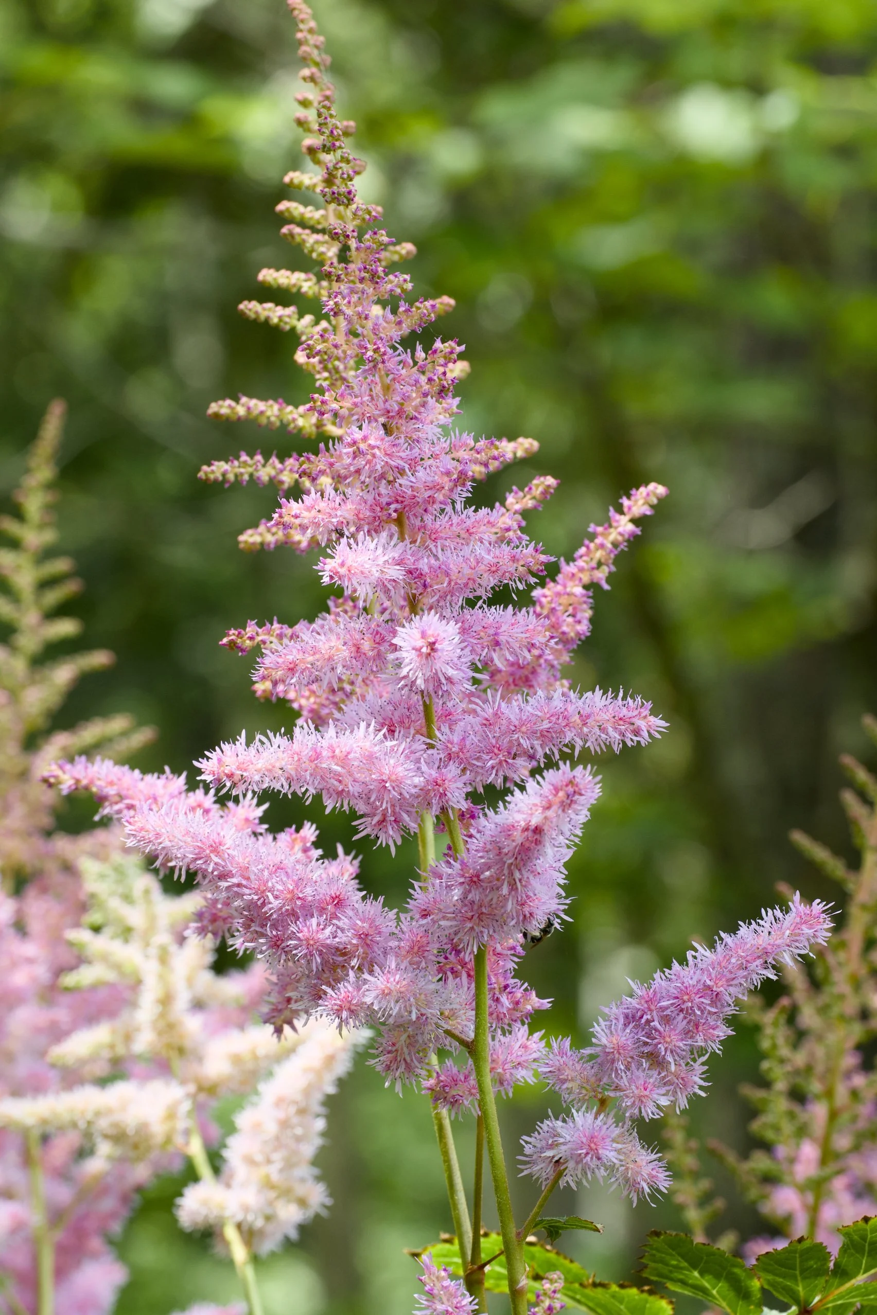 Astilbe 'Heart and Soul'