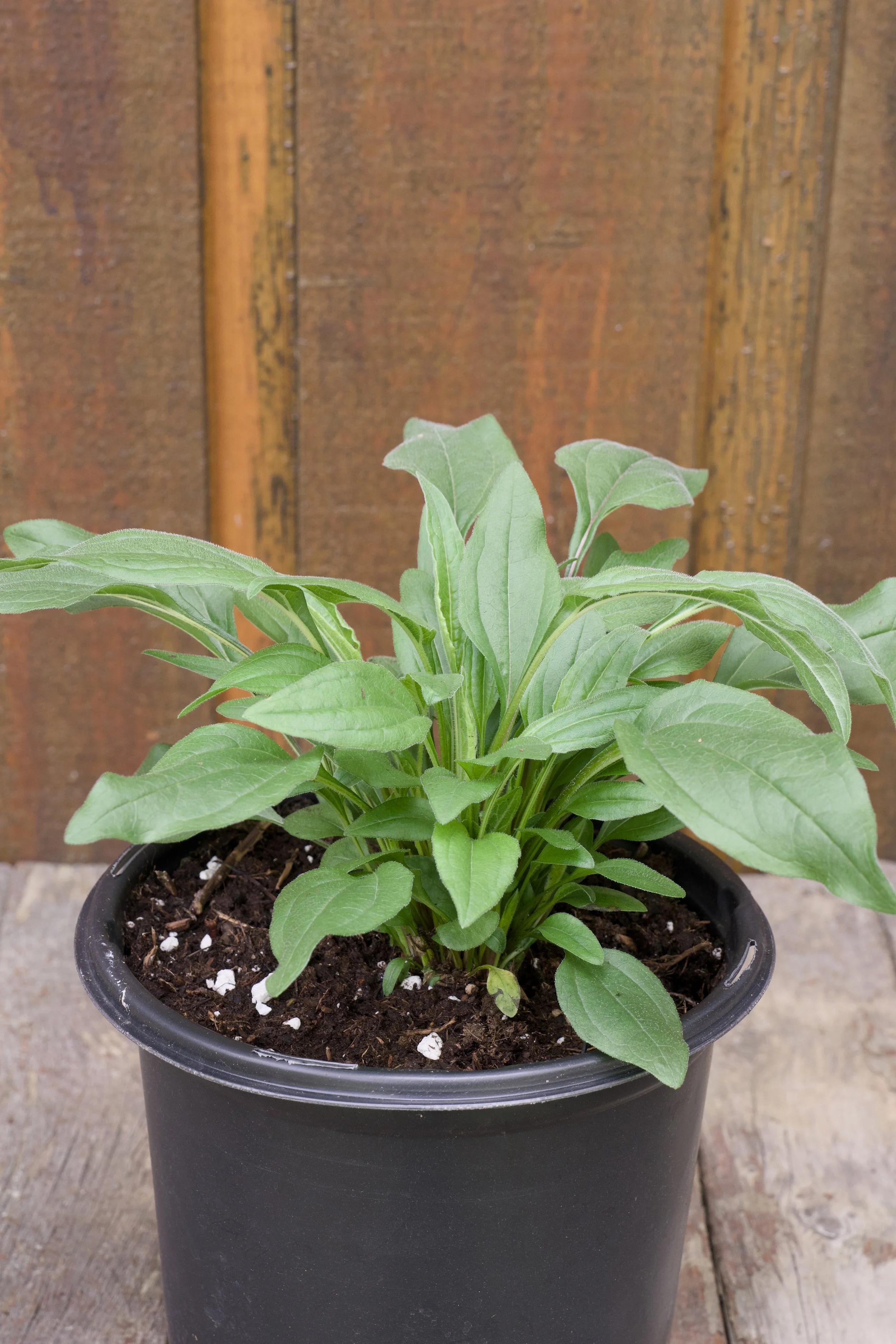 Echinacea 'Kismet Red’.jpg