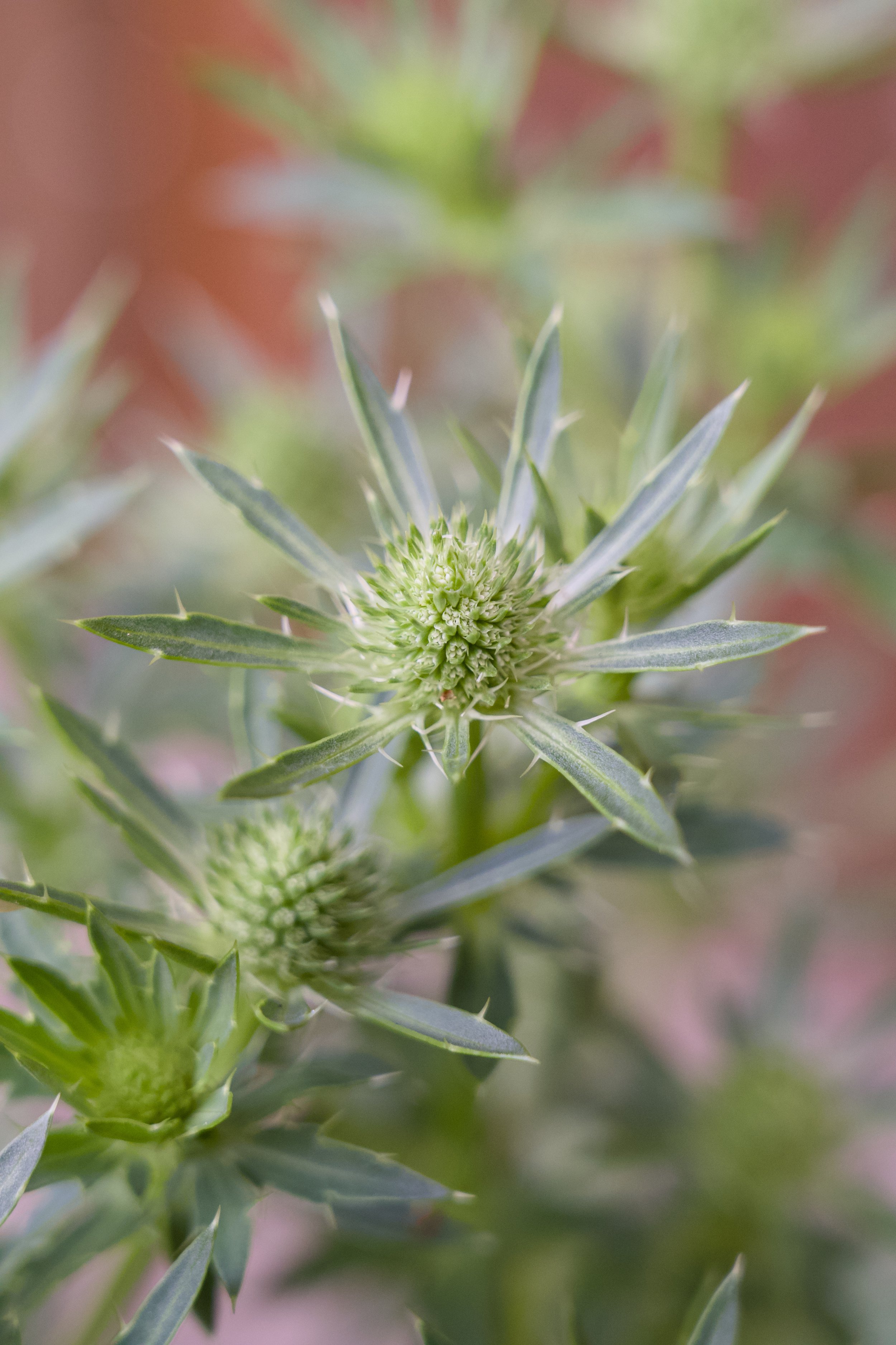 Eryngium planum 'Blue Hobbit'