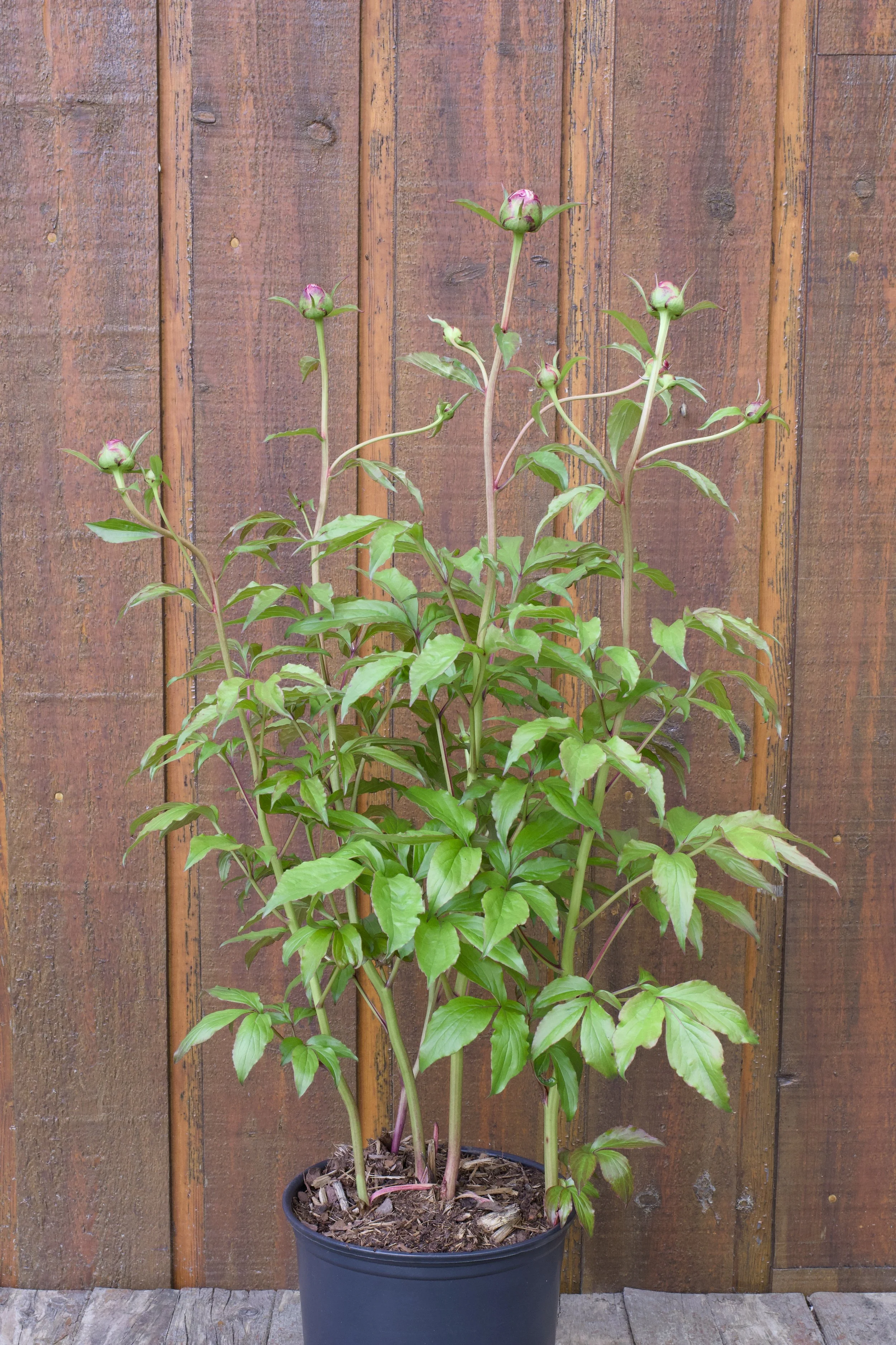 Paeonia lactiflora ‘Shirley Temple’.jpg