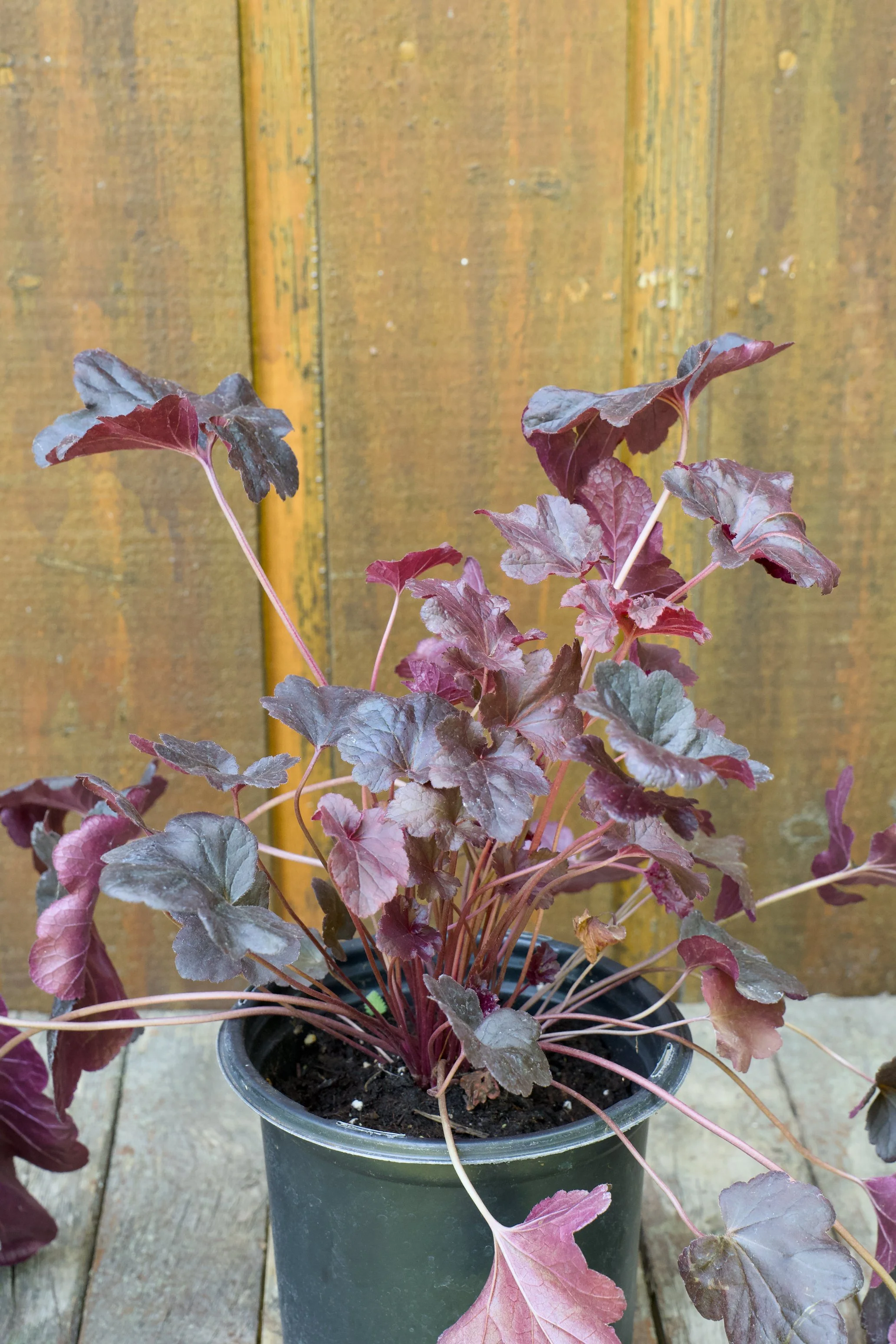 Heuchera x 'Obsidian'