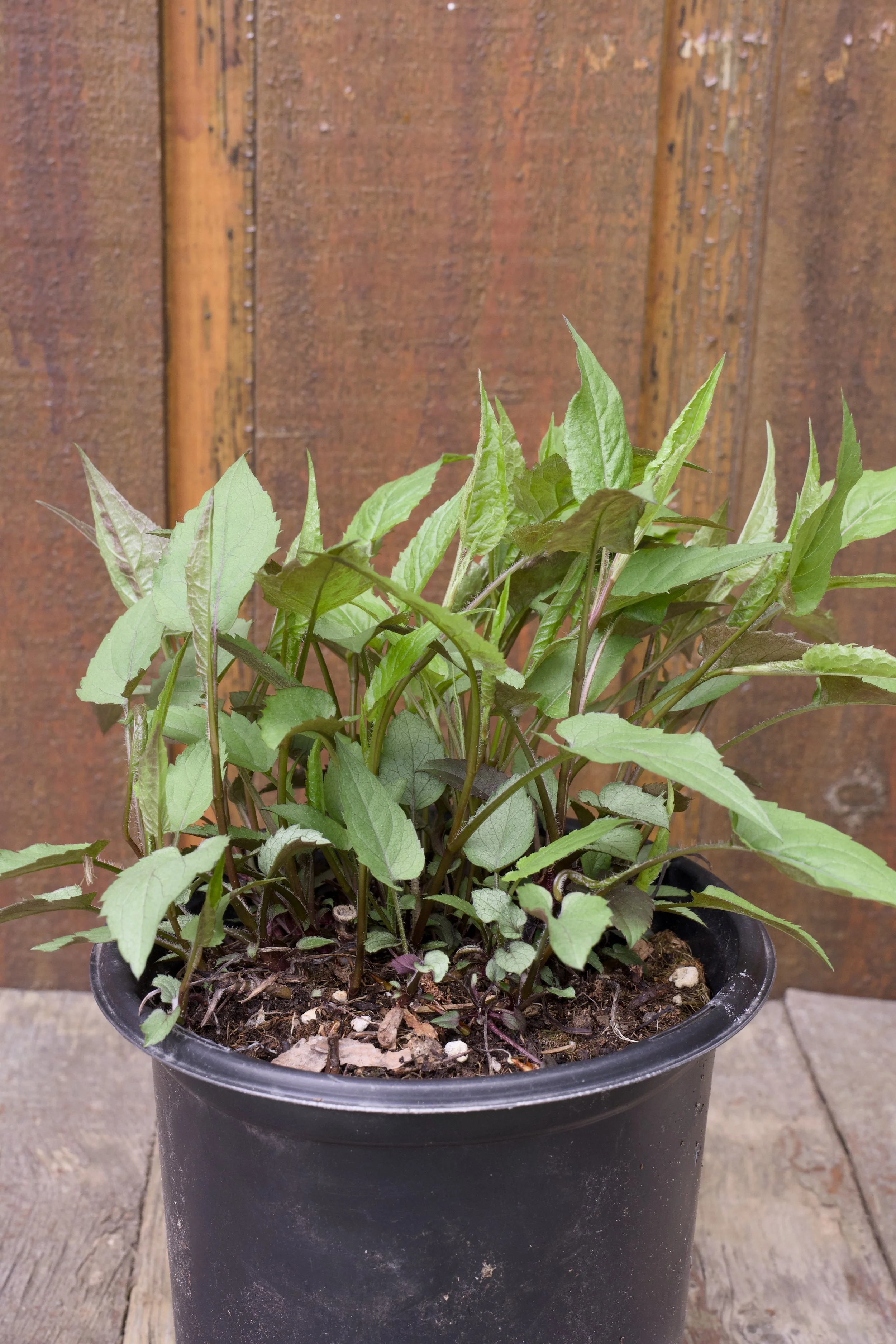 Eurybia (Aster) divaricata