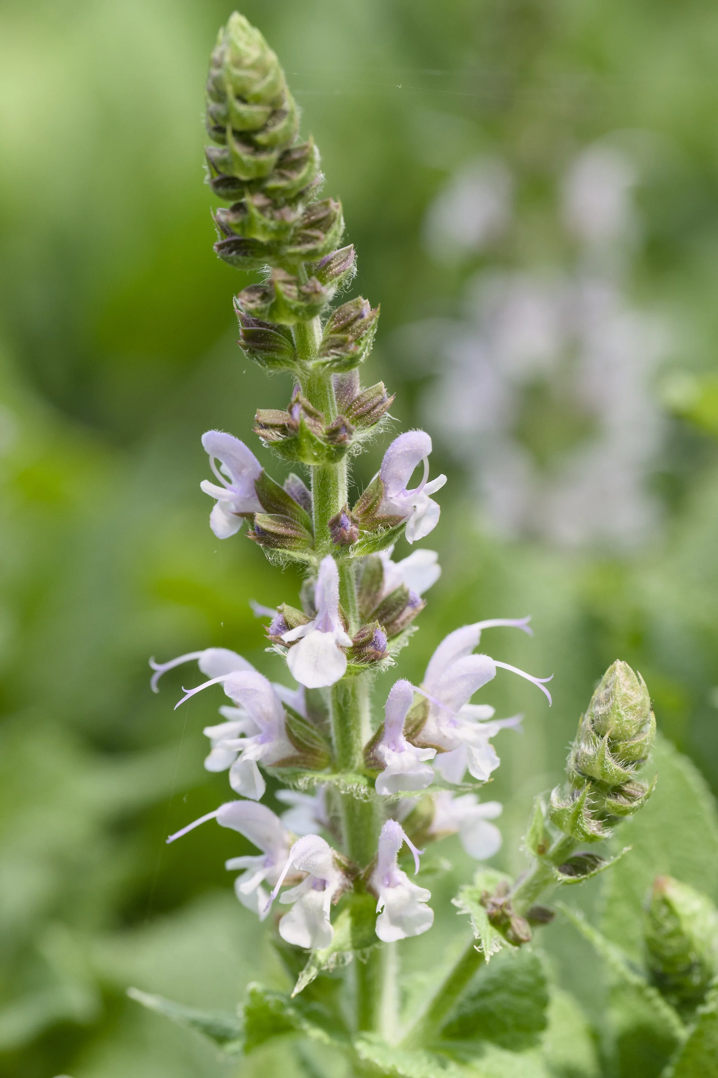 Salvia nemorosa ‘Bumblesky' Flowers & Flower Buds.jpg