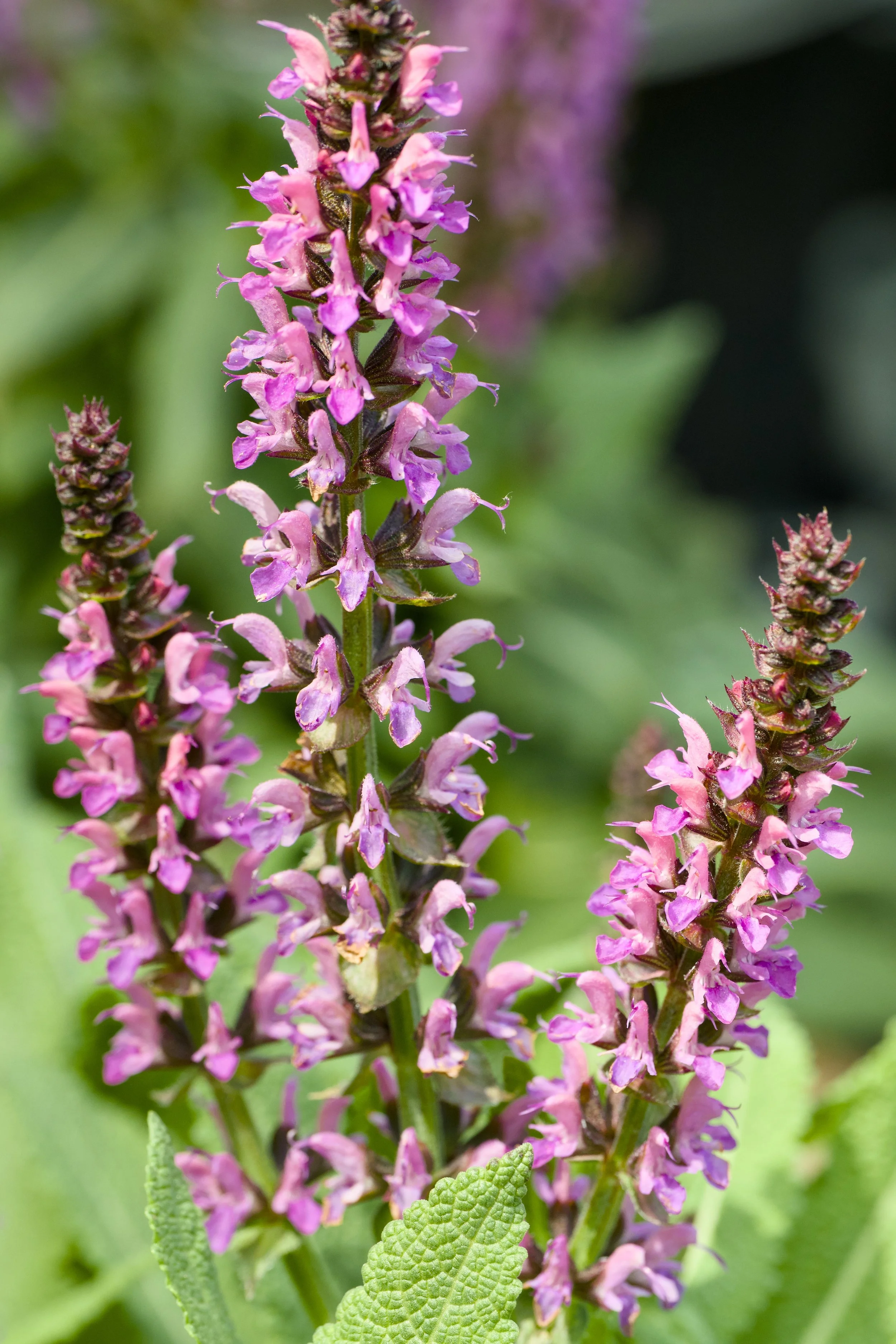 Salvia nemorosa 'Bumbleberry'