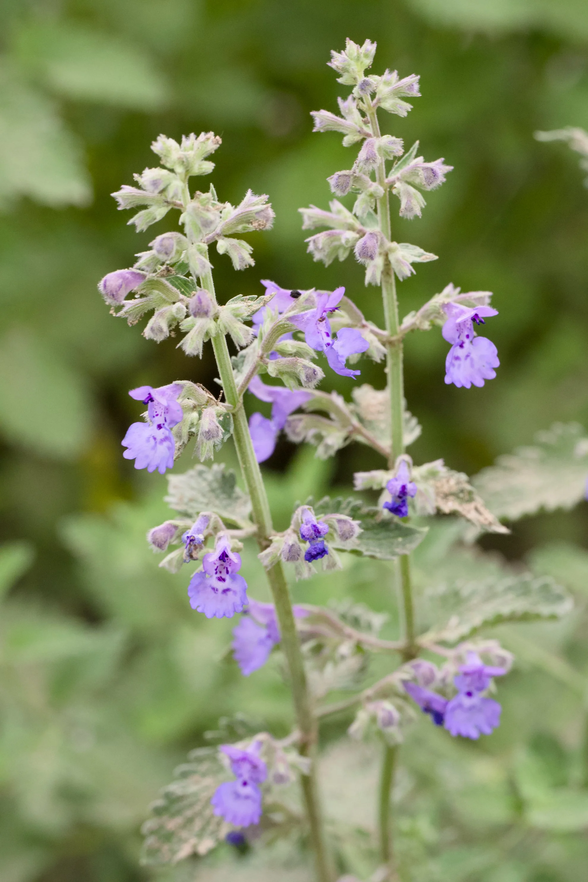 Nepeta faassenii 'Walker's Low'