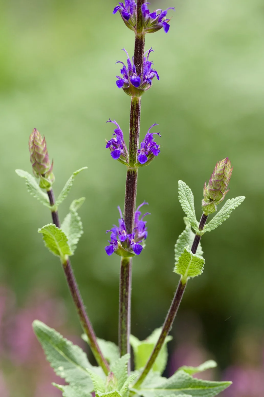 Salvia nemorosa ‘Caradonna’ Flowers & Buds.jpg