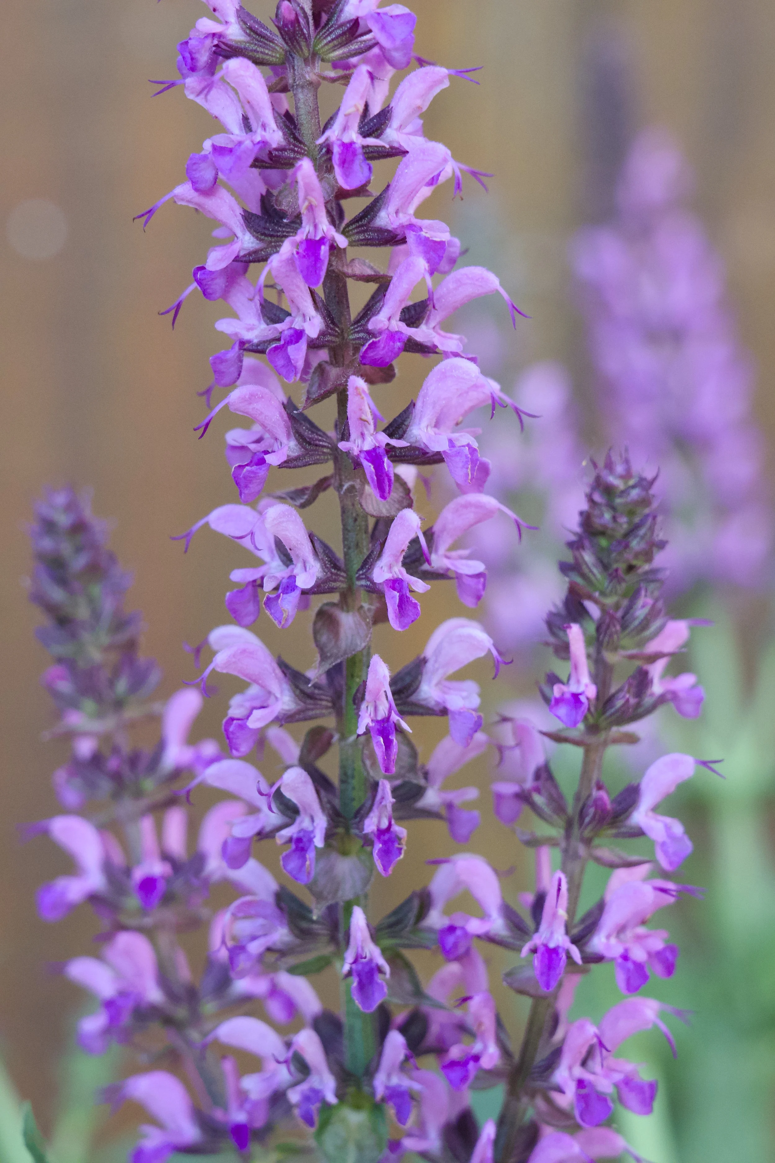Salvia nemorosa 'Bumbleberry'