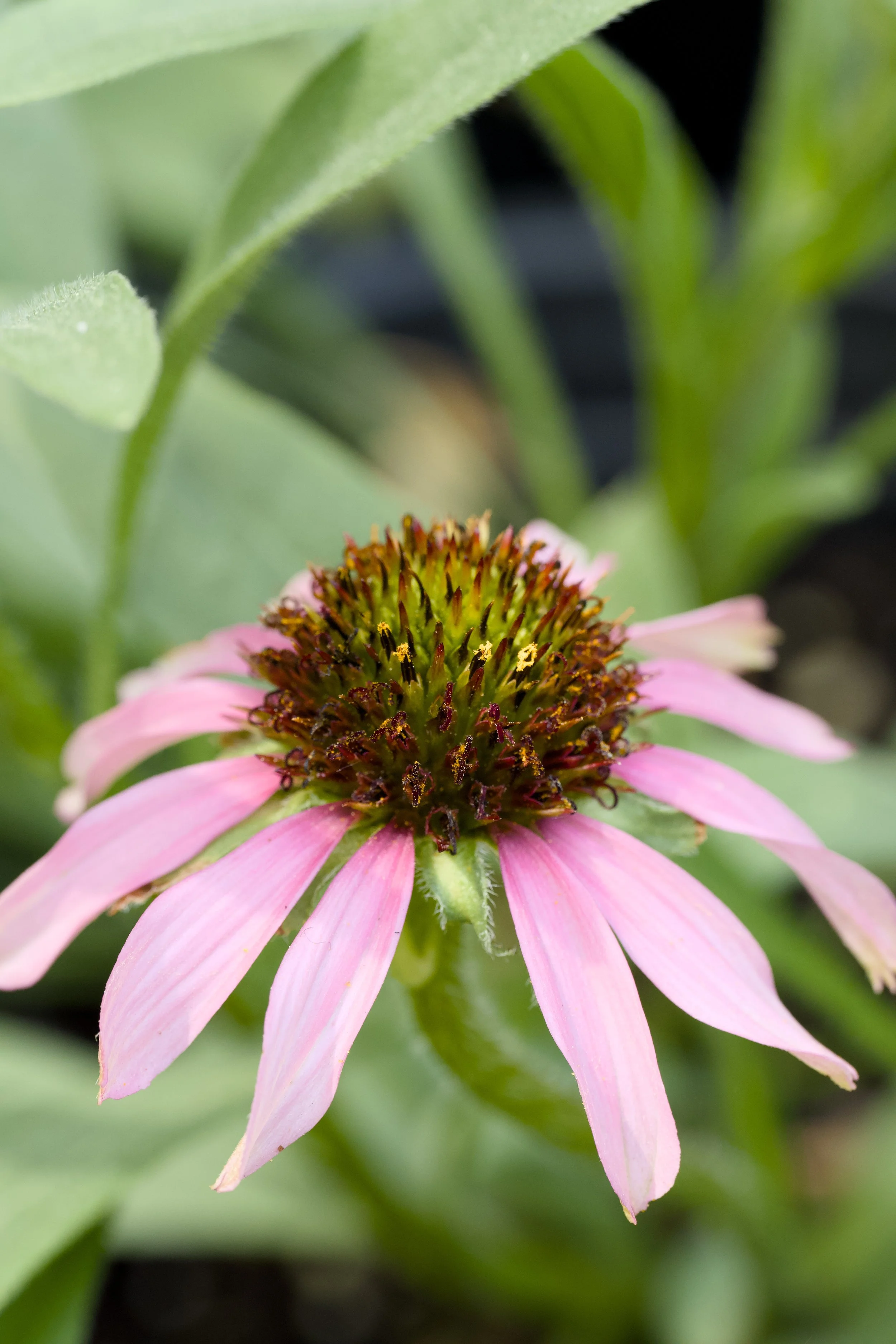 Echinacea angustifolia