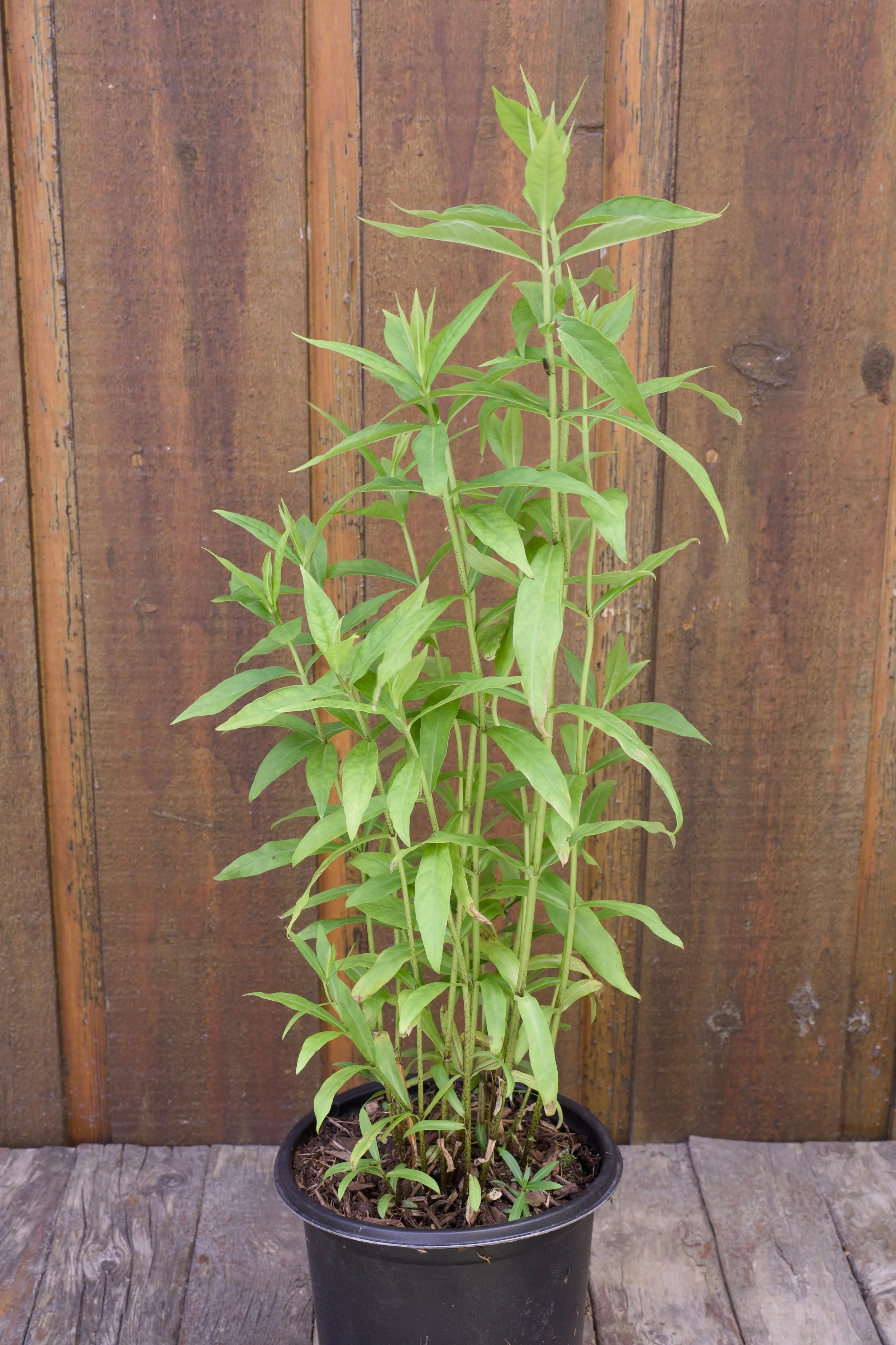 Phlox paniculata ‘Jeana’.jpg