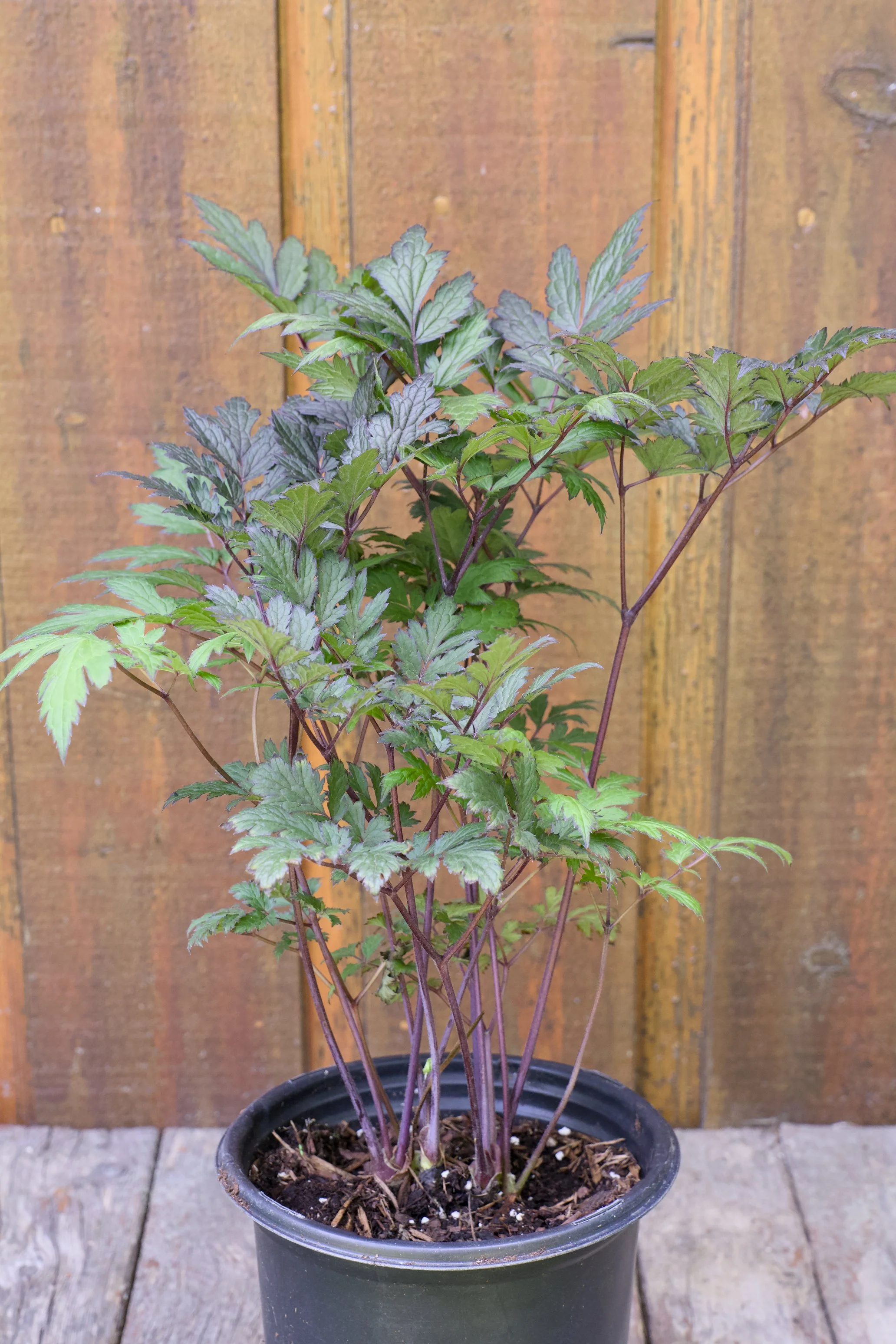 Cimicifuga x ‘Chocoholic’.jpg