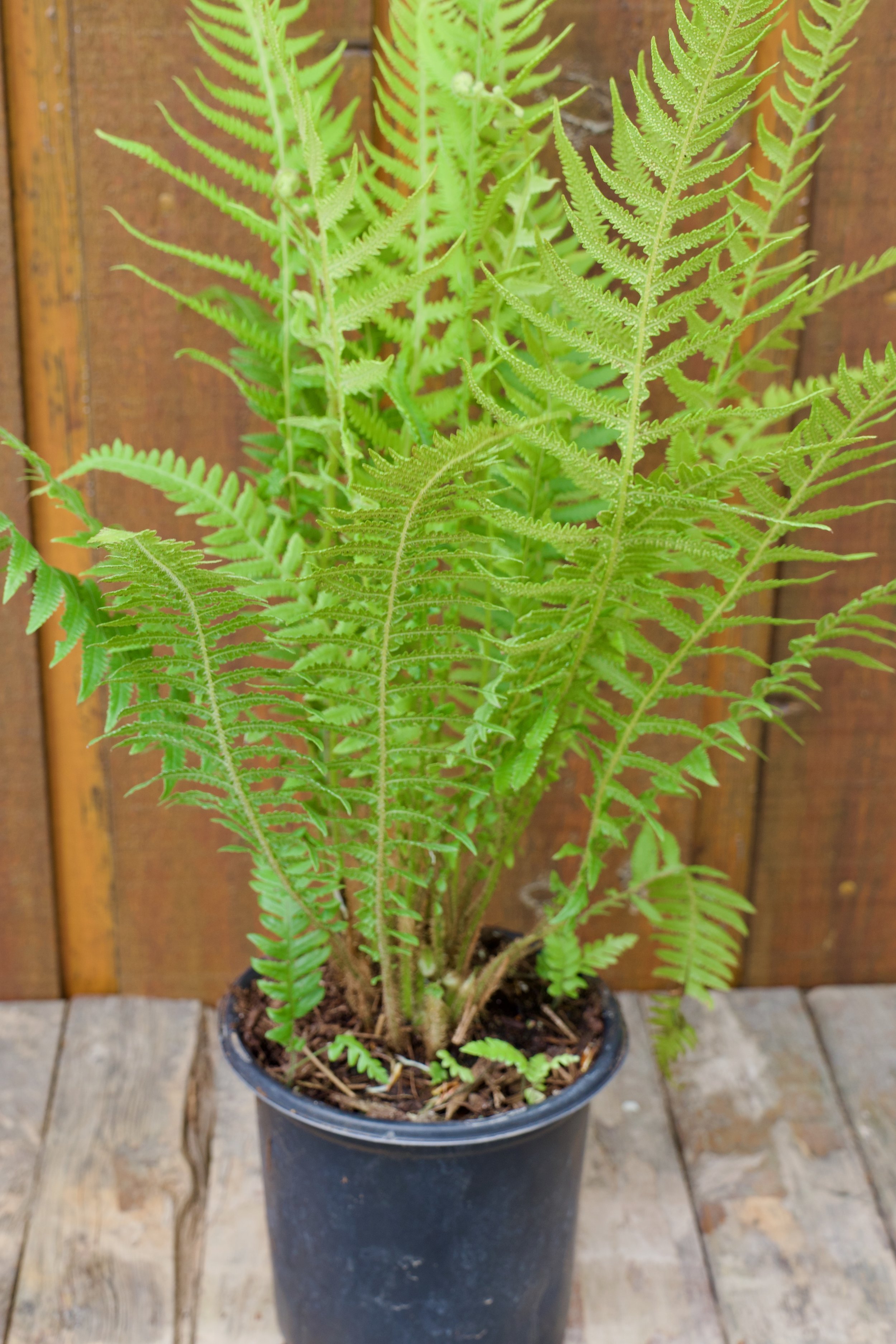 Thelypteris decursive-pinnata