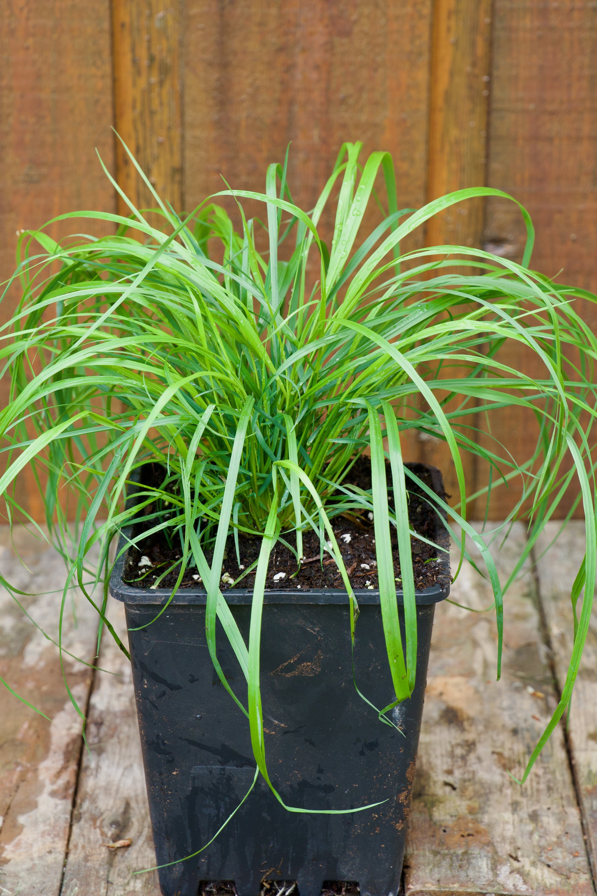 Calamagrostis brachytricha.jpeg