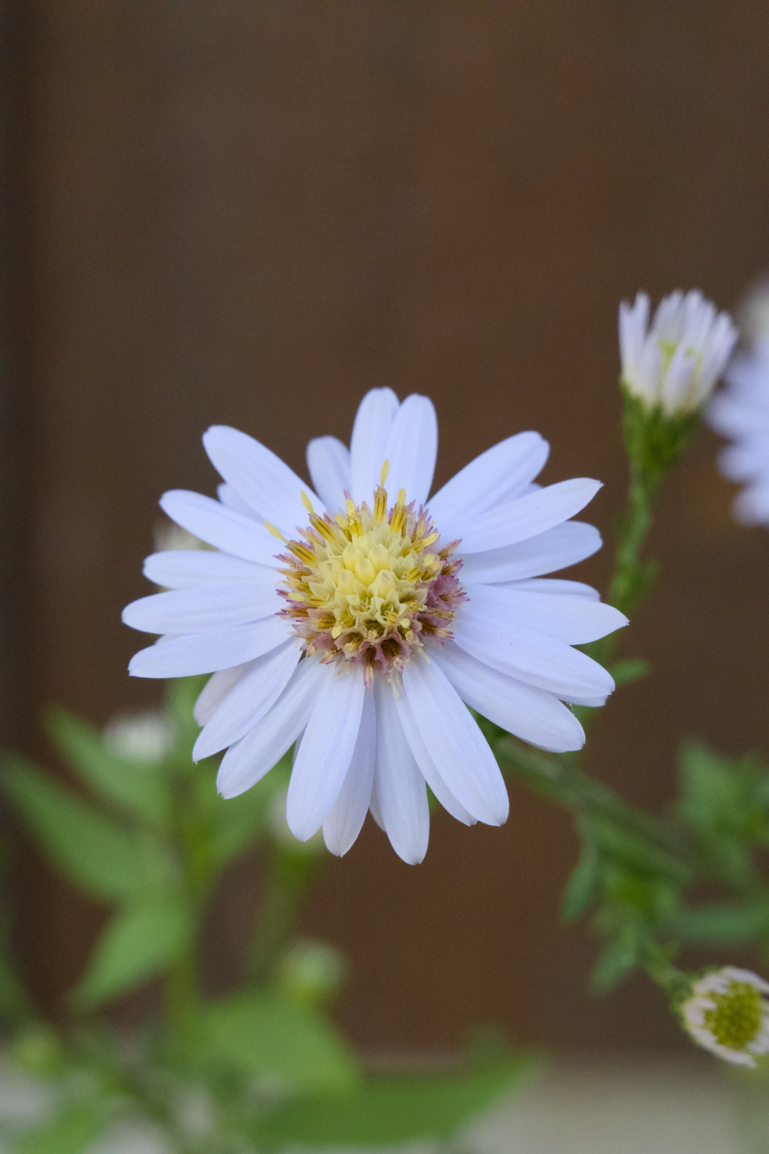 Eurybia (Aster) macrophylla