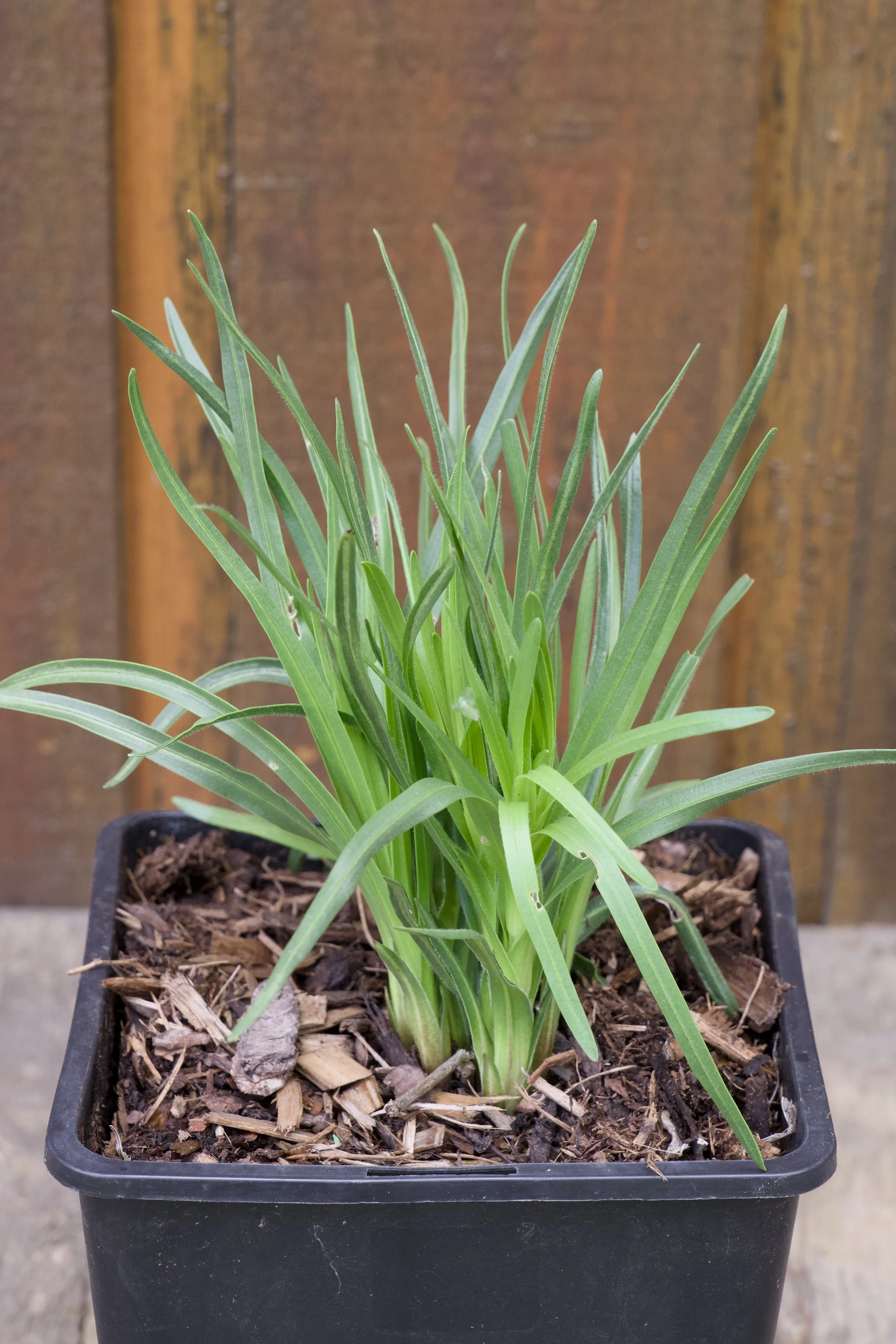 Liatris cylindrica.jpg