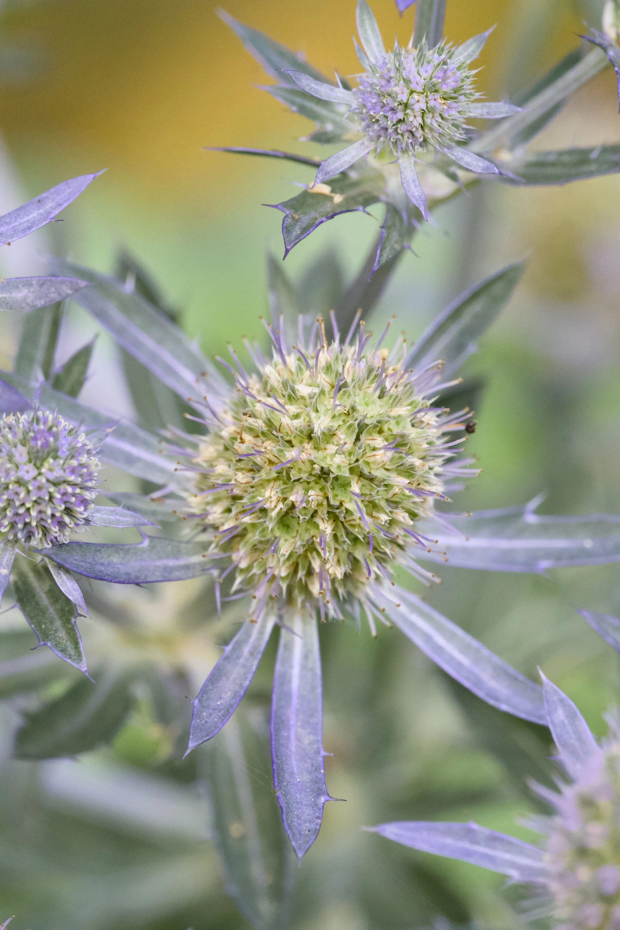 Eryngium planum 'Blue Hobbit'