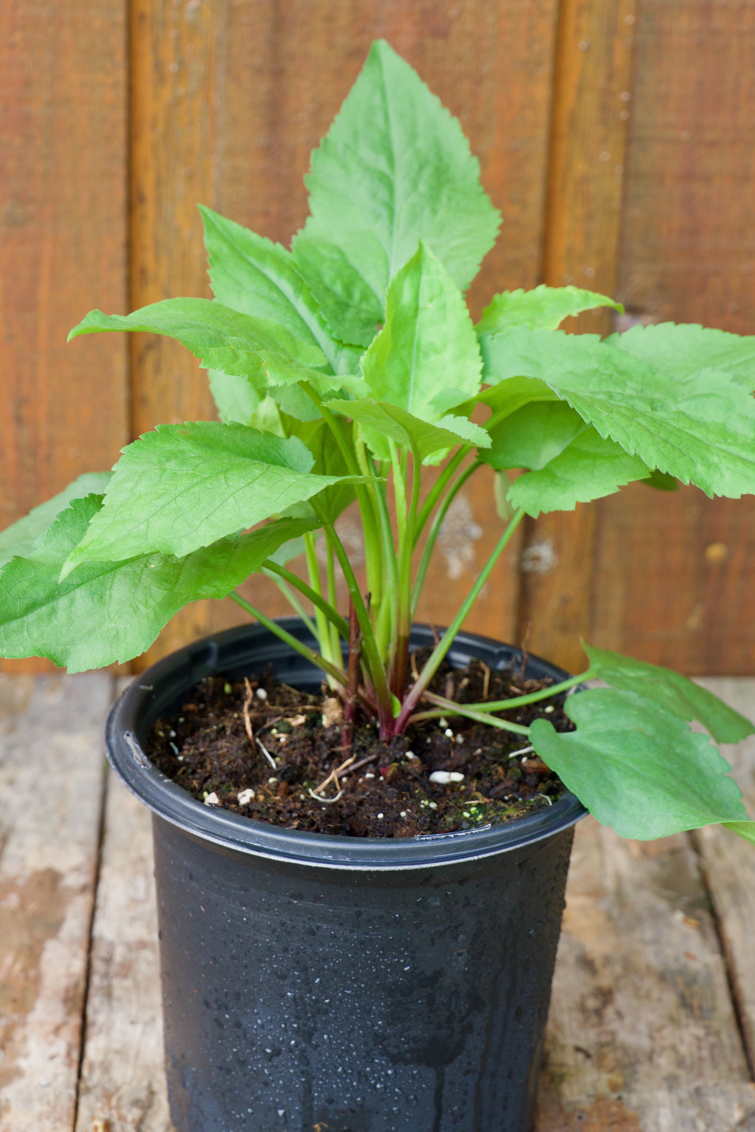 Eurybia macrophylla.jpeg