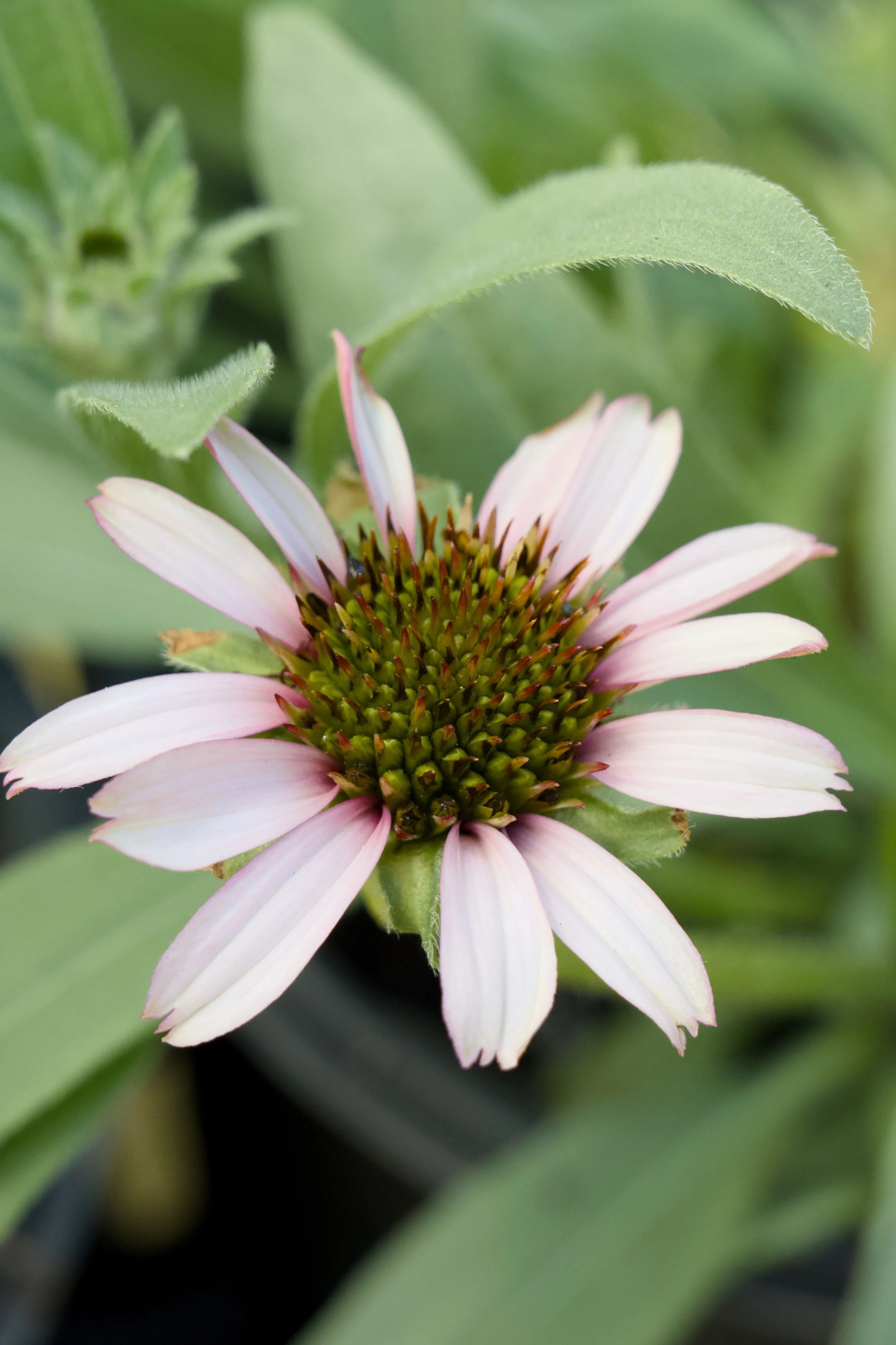 Echinacea angustifolia