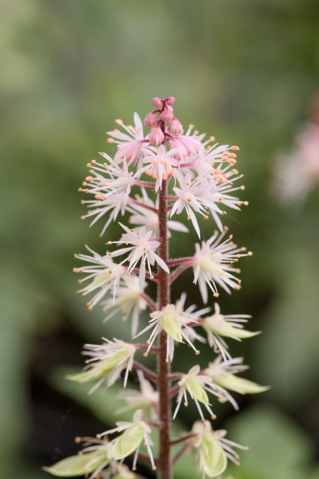 Tiarella 'Spring Symphony'